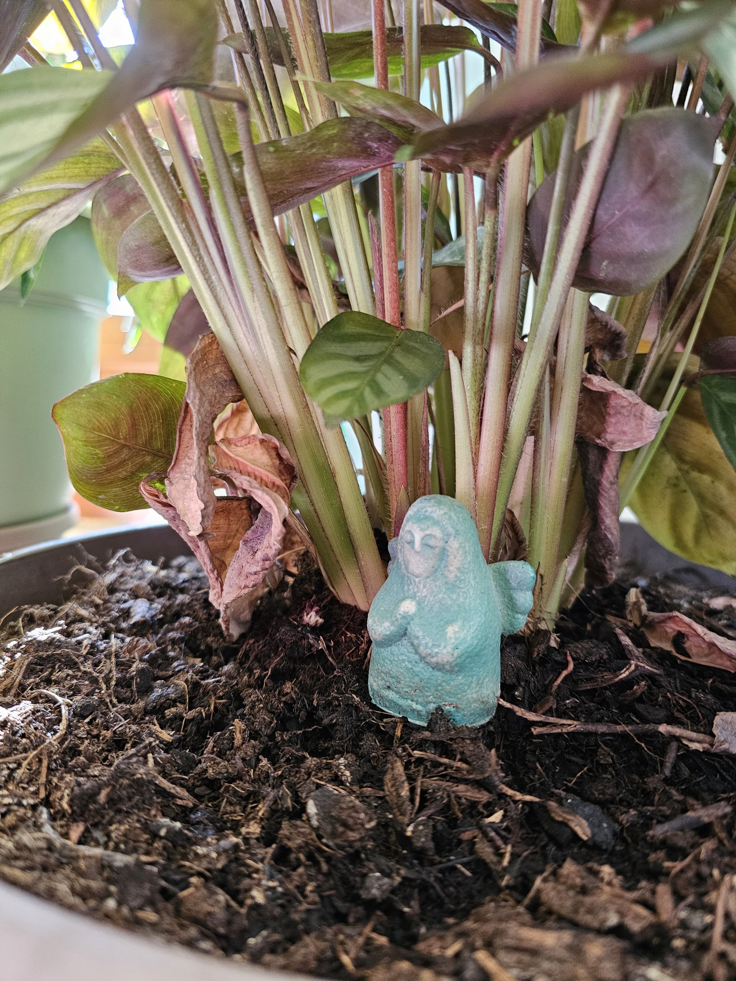 Plants of 2025: Spring Collection 1