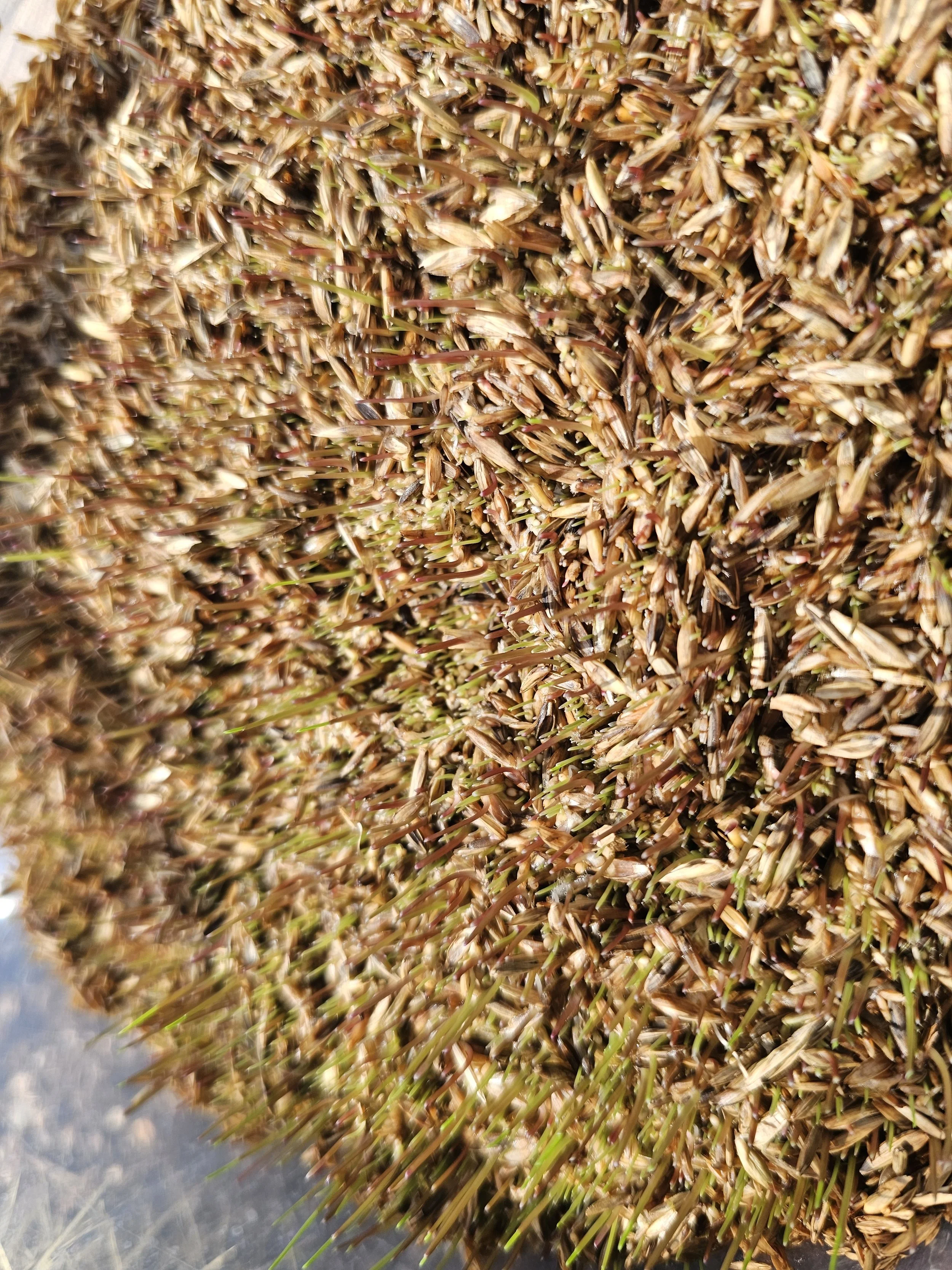 Rye-grass seeds day 4