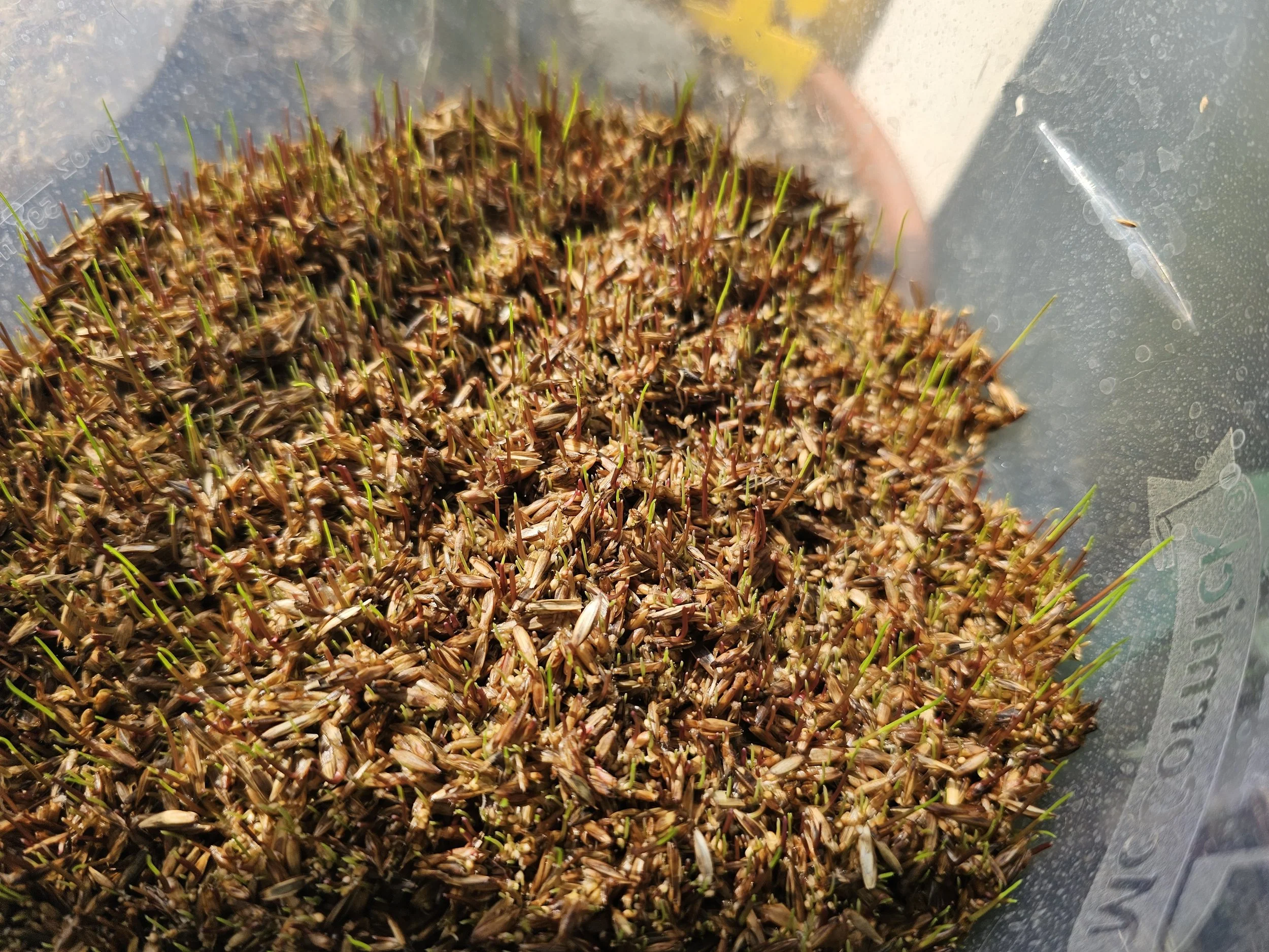 Rye-grass seeds day 4