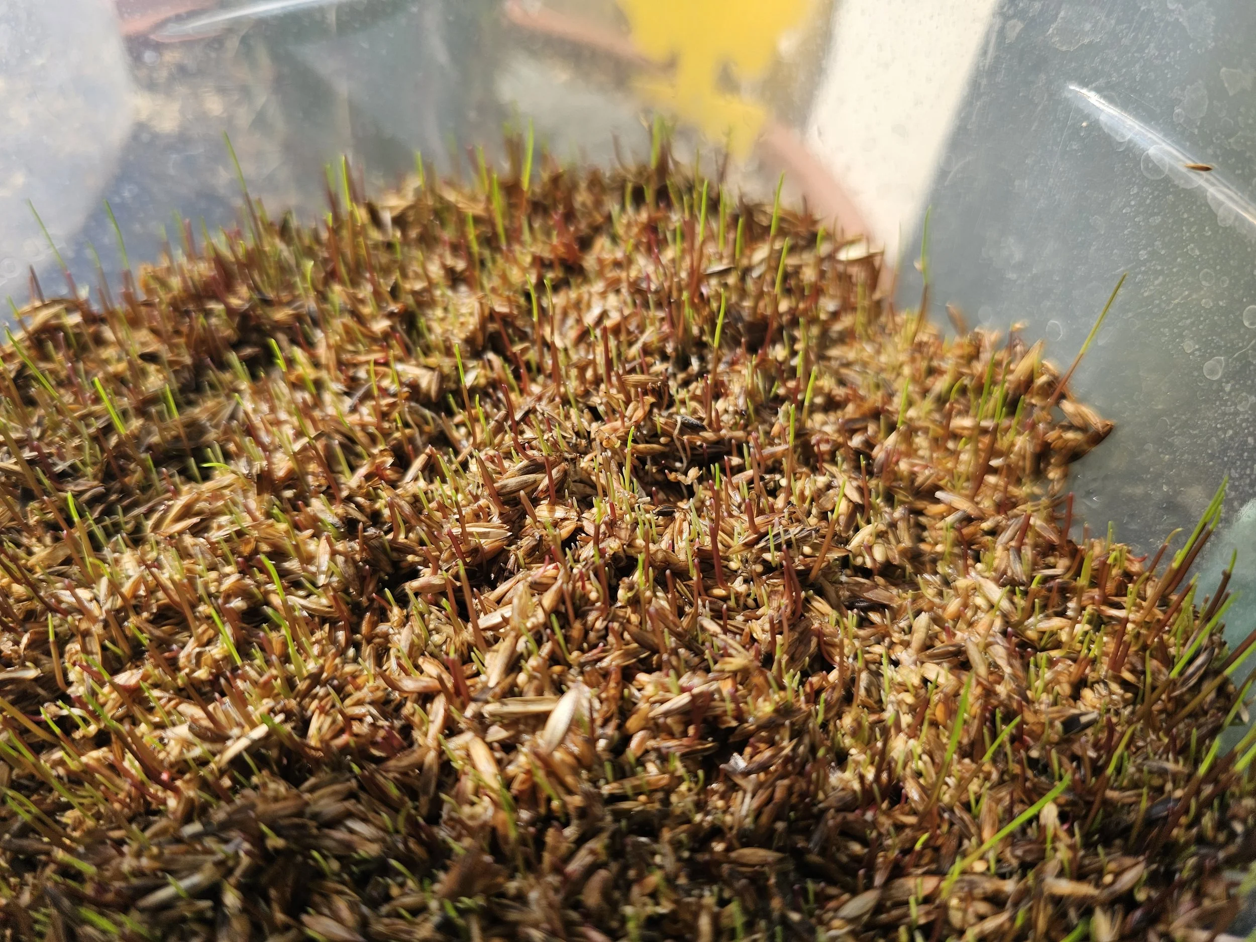 Rye-grass seeds day 4