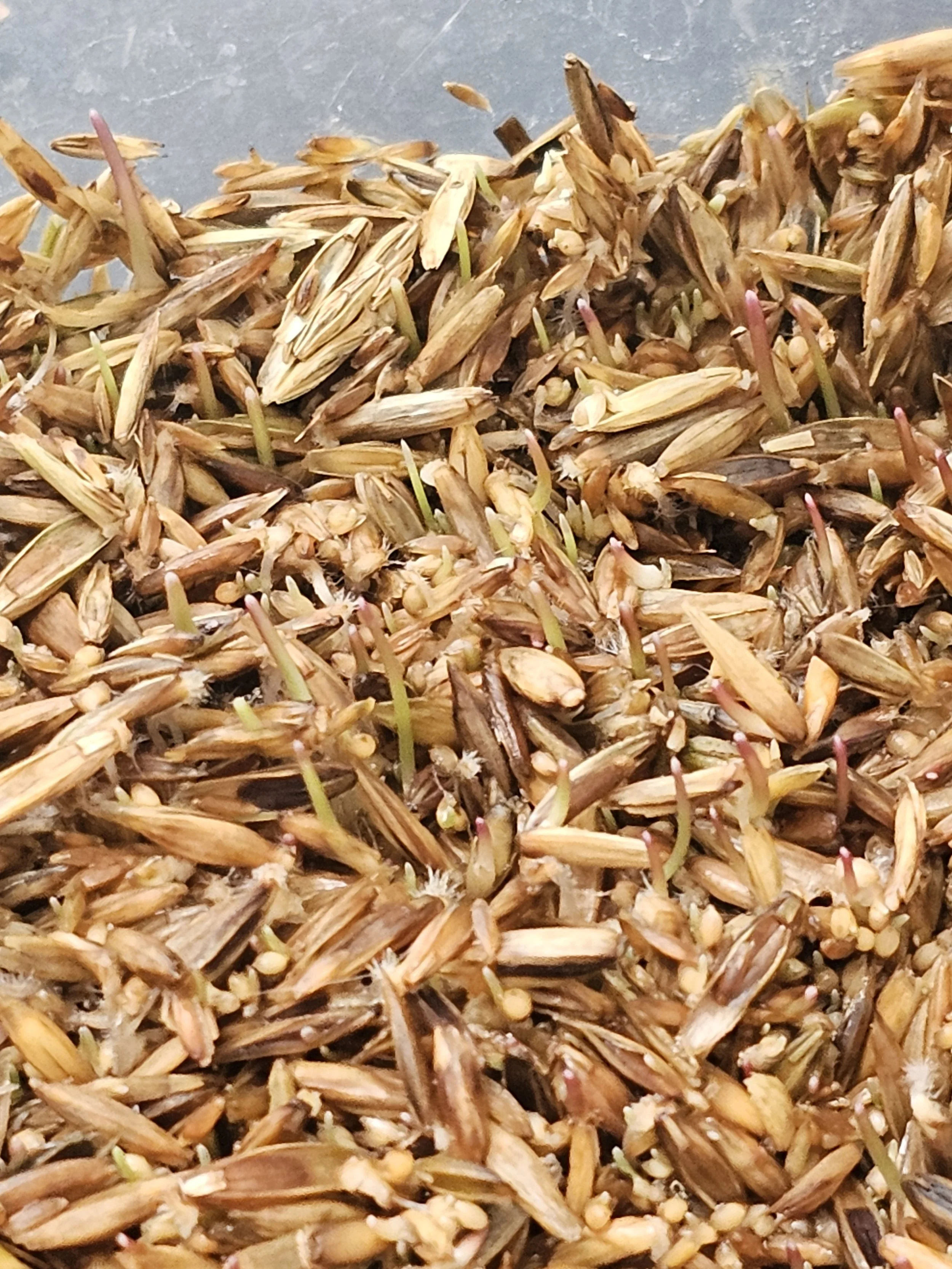 Rye-grass seeds day 3