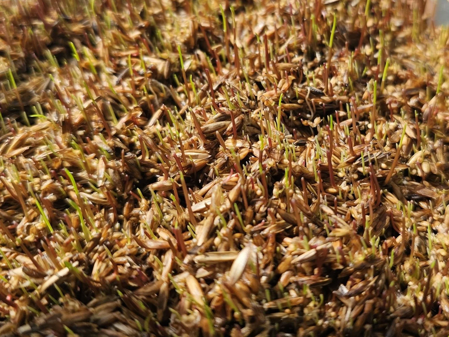 Plants of 2025: Spring Collection 2