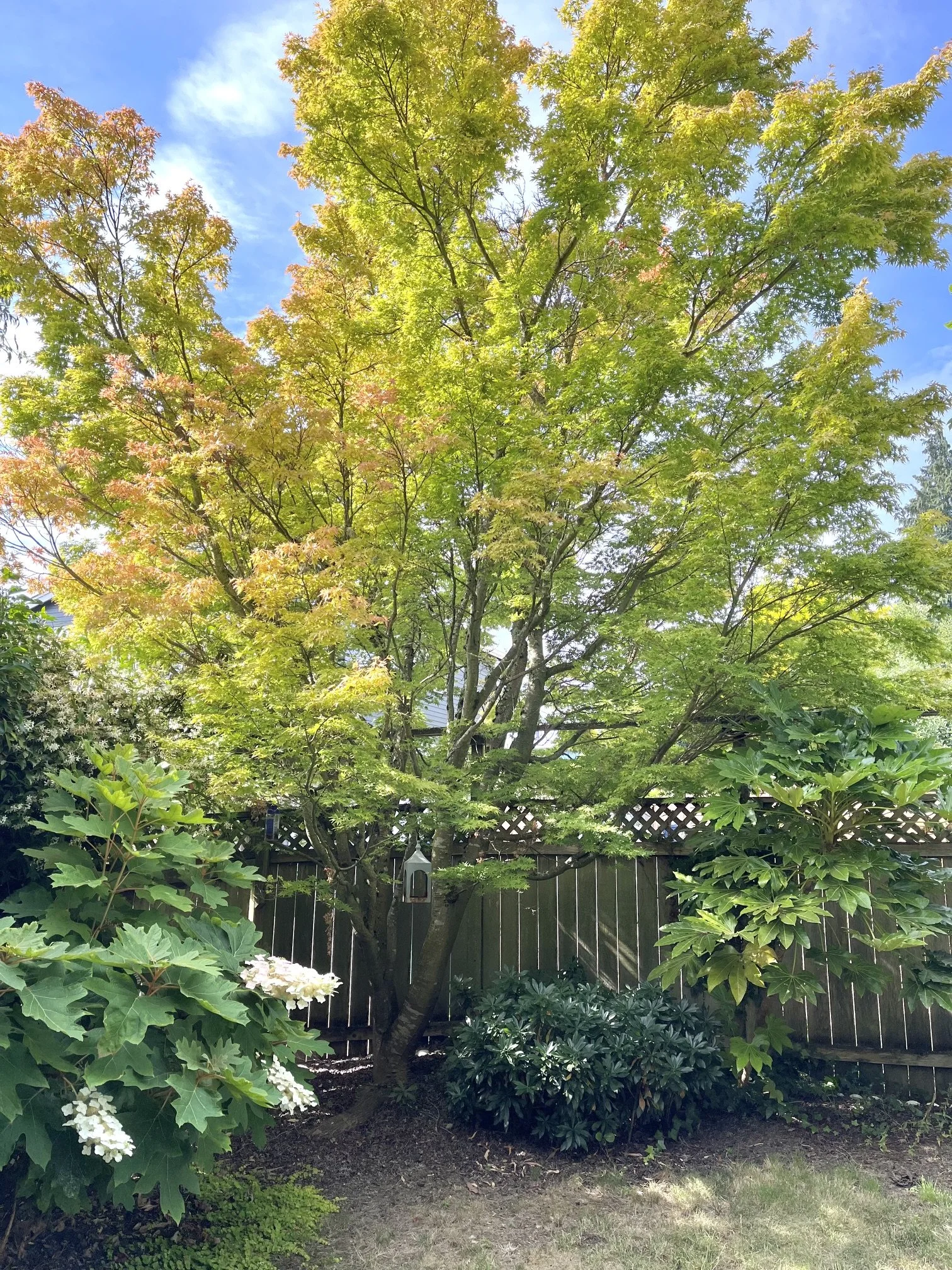 Understanding Seattle’s Tree Protection Ordinance