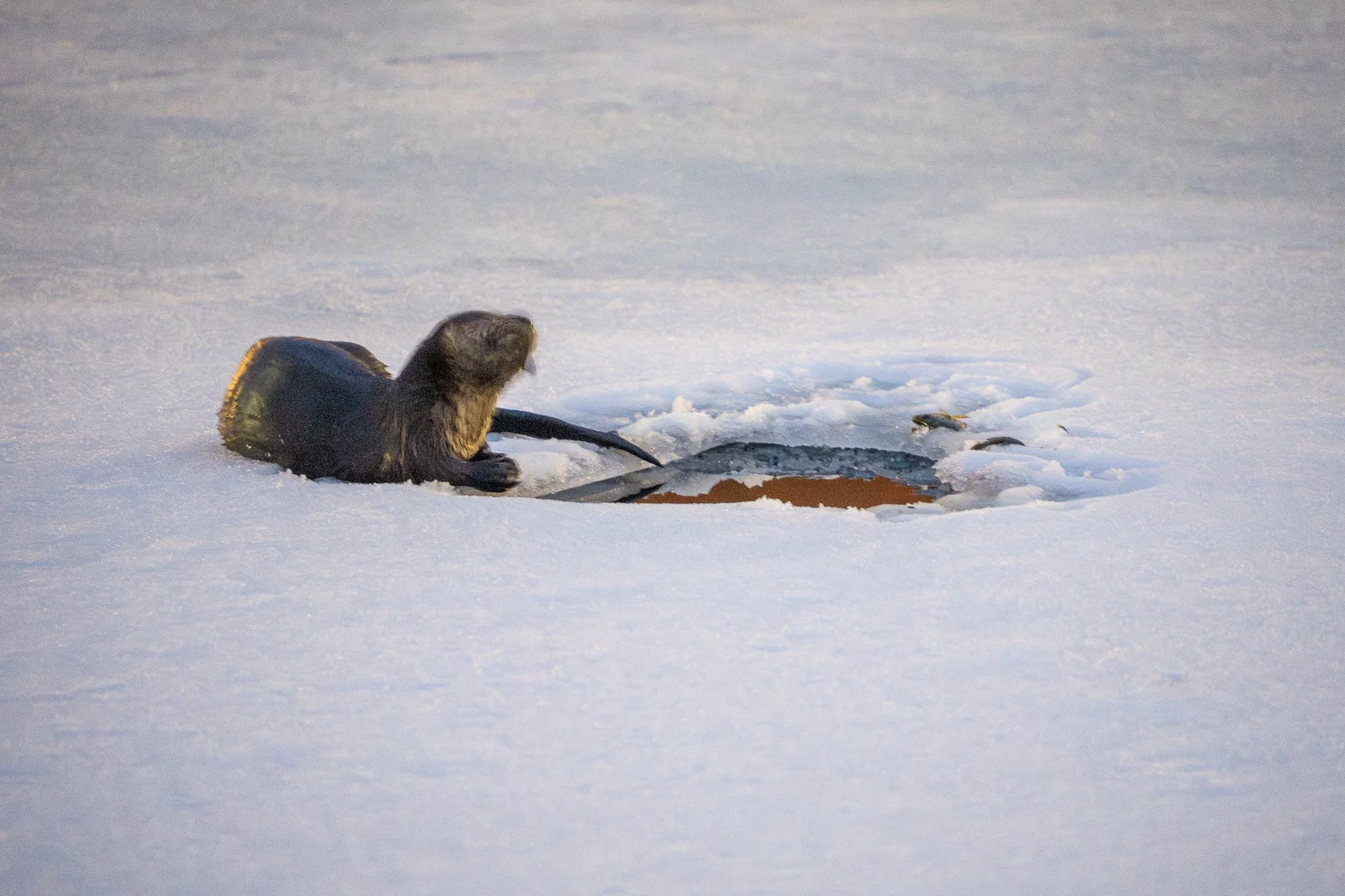 February 18, 2026 - A couple new friends out on the river catching fish left and right. Nashua, NH
