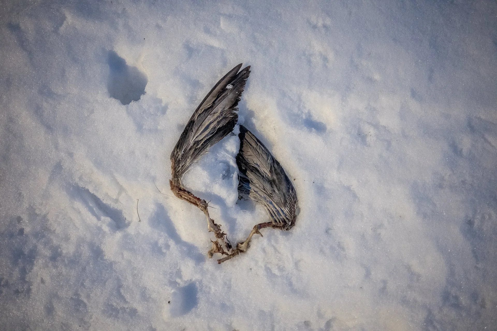 January 23, 2026 - Angel in the Snow. Someone's digging up the past. Nashua, NH