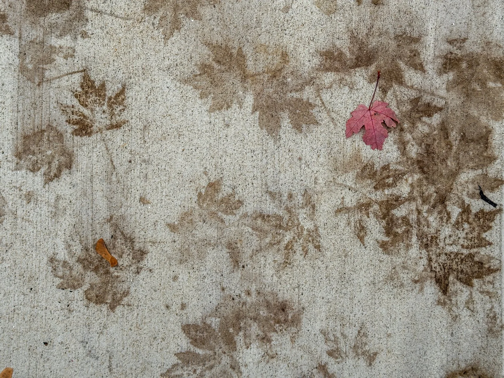 October 29, 2025 - Impressions. Concord, MA