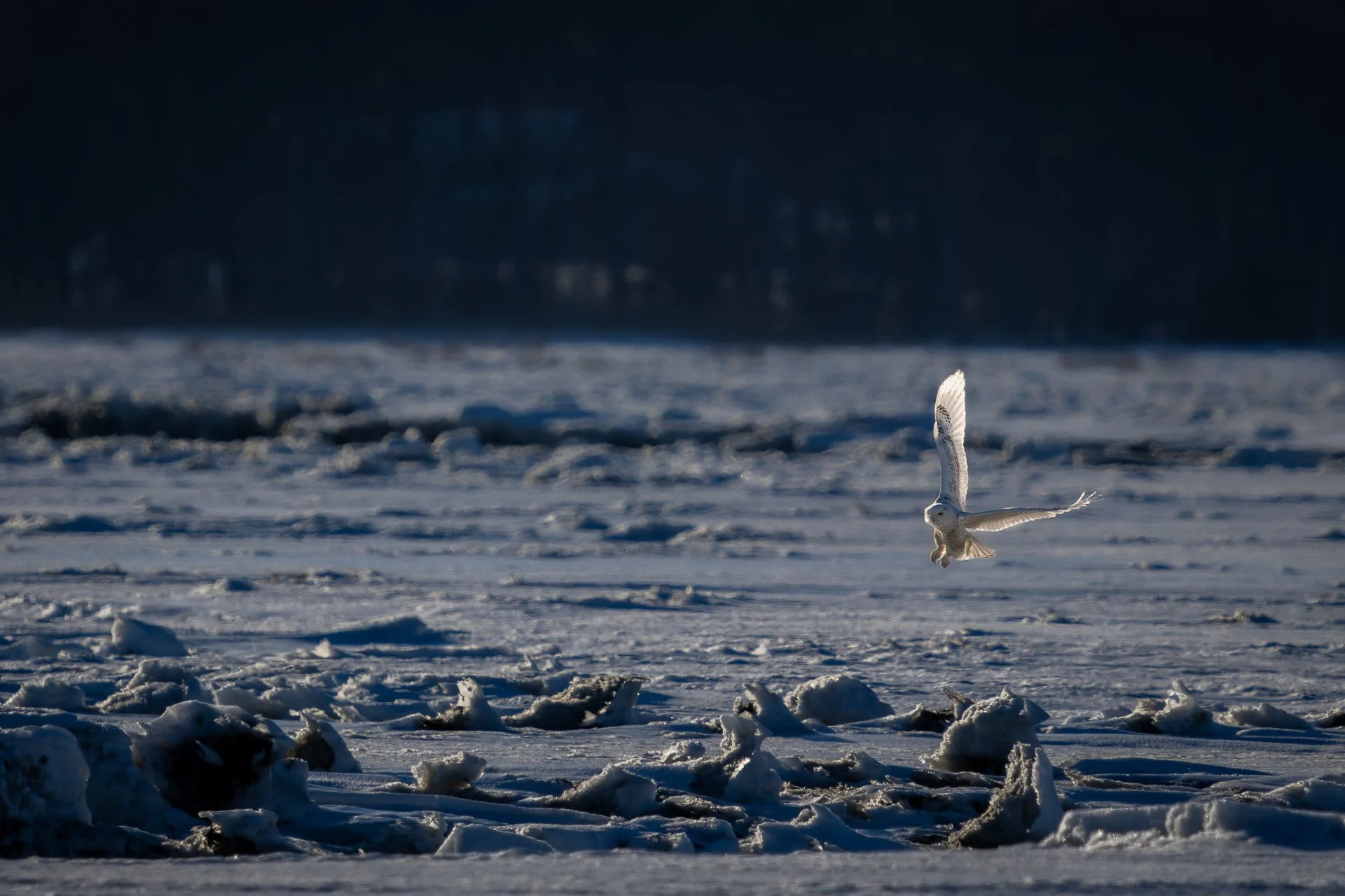 February 27, 2026 - Angel of Plum Island. Plum Island, MA
