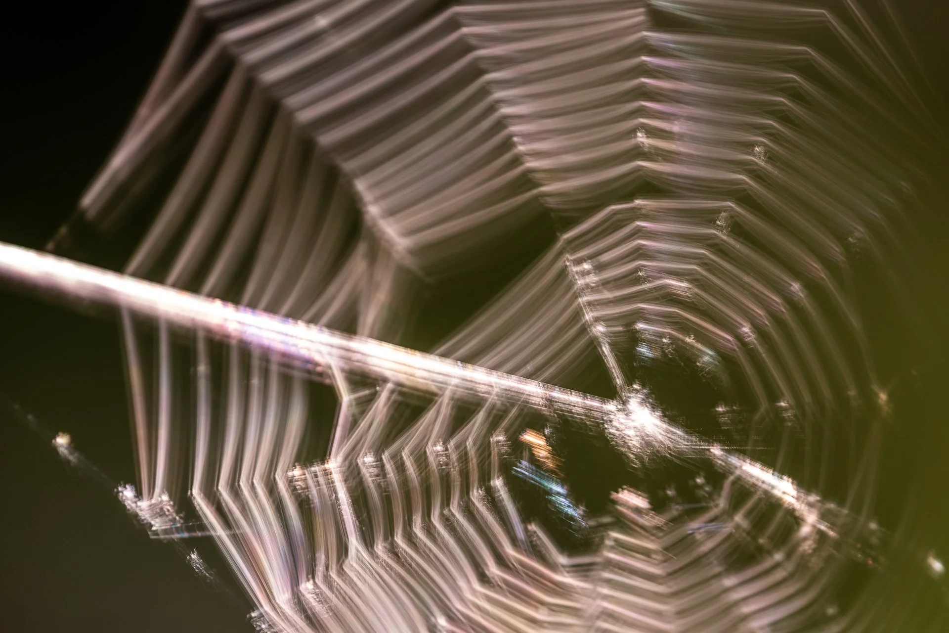June 29, 2025 - Nature's patterns blowing in the wind. Nashua, NH
