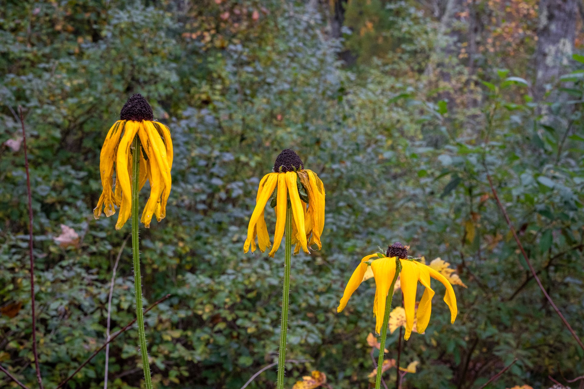 October 12, 2025 - The beauty in death. Acton, MA