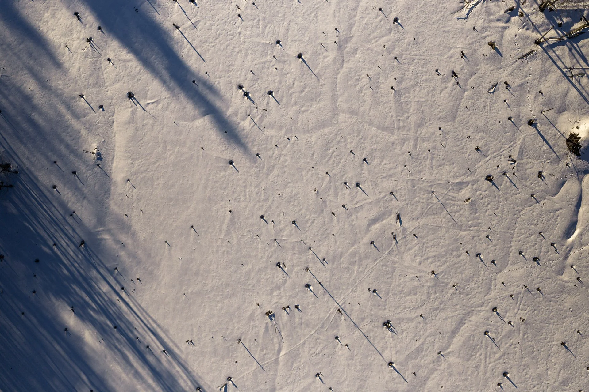 March 1, 2026 - Which tree's the tallest? Pelham, NH