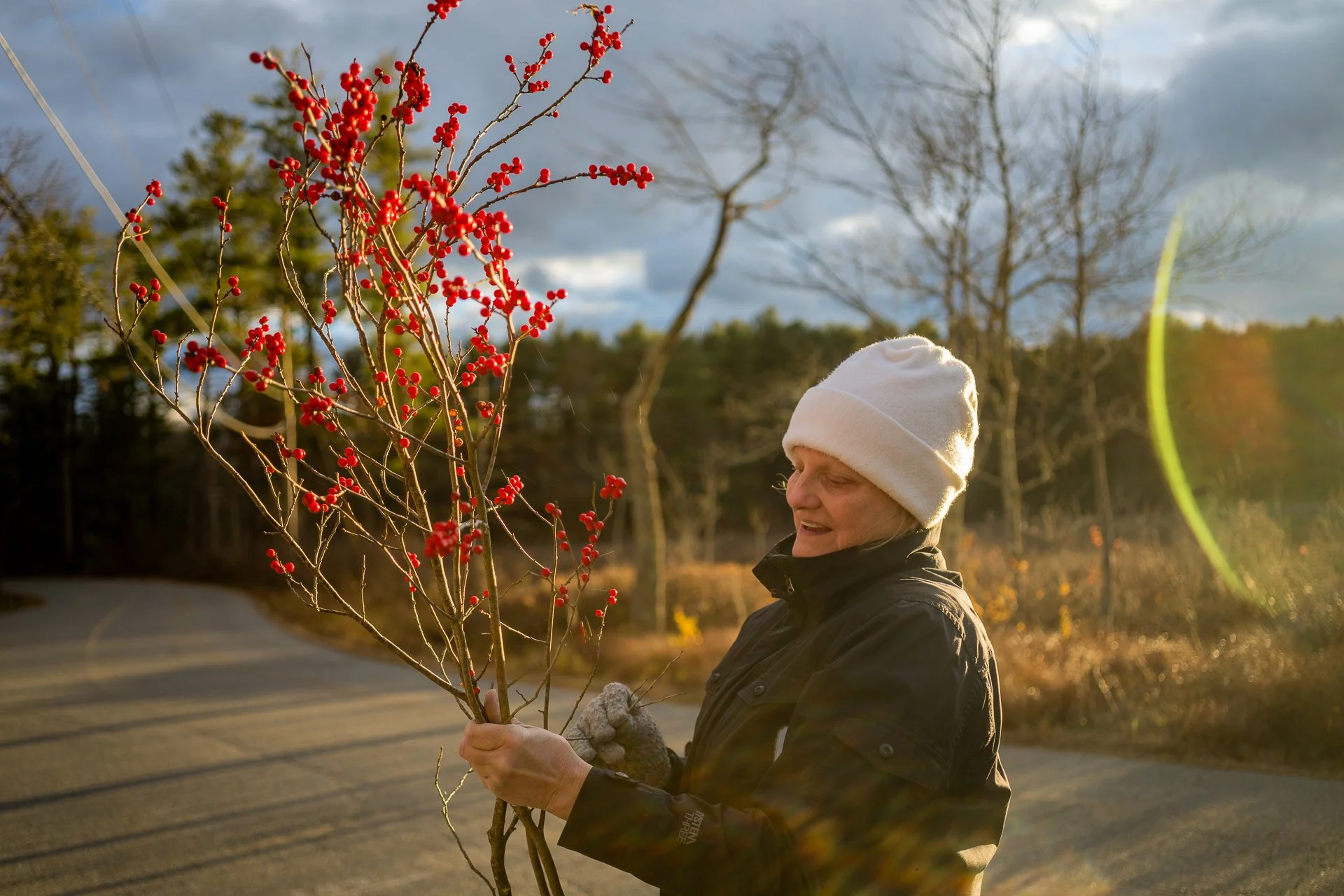 November 16, 2025 - Collecting berries. Groton, MA