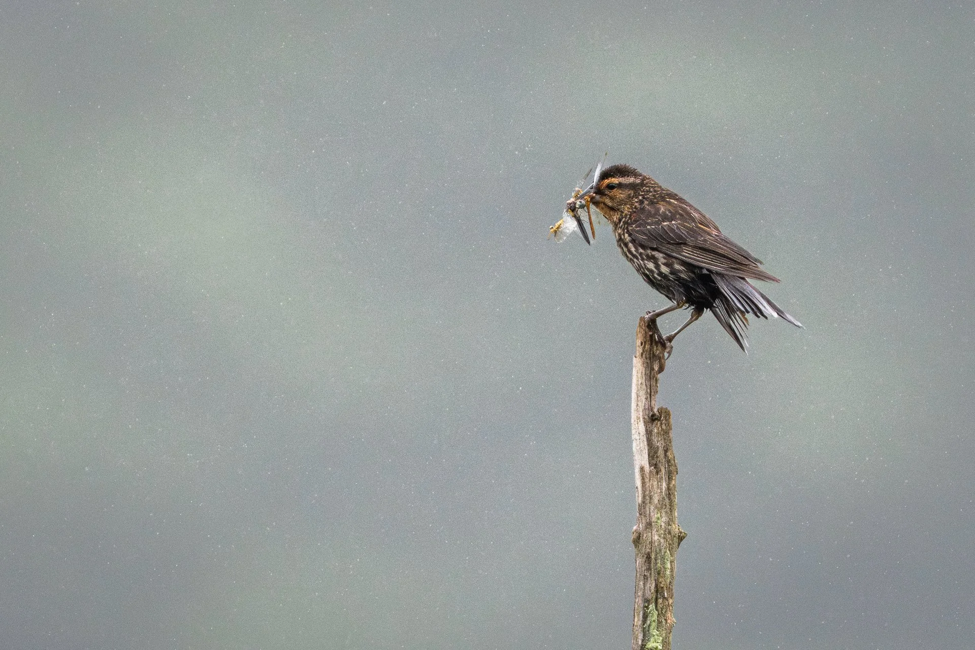 June 28, 2025 - Tonight we feast. Groton, MA