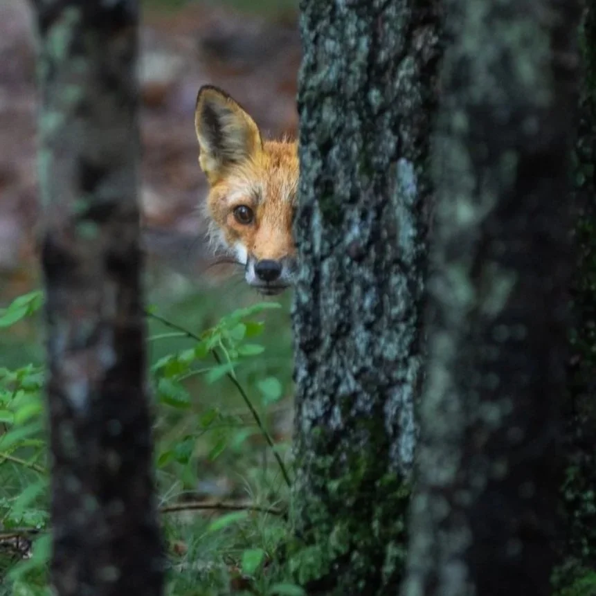 Wildlife