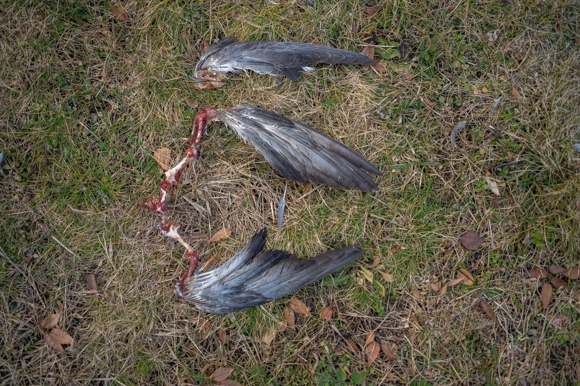 January 13, 2026 - This was quite the scene to come upon. There were two other sets of wings  left in the same way. Nashua, NH