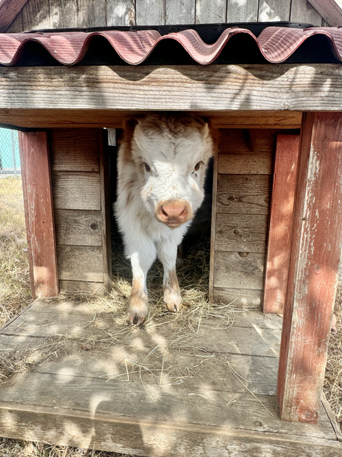 Mini Highland Cows — Highland Acres Homestead