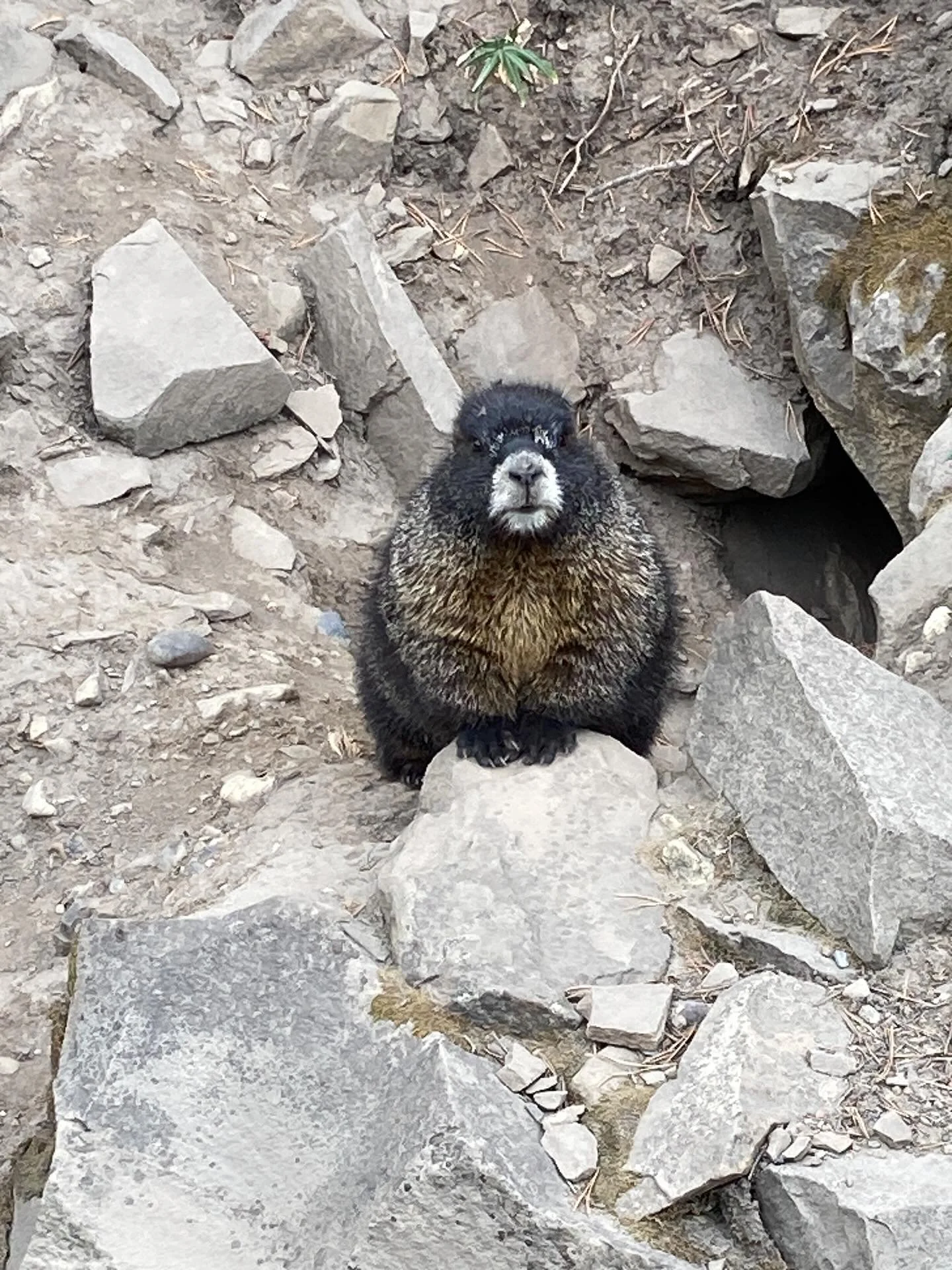 Rocky Mountain high day today!! That&rsquo;s a Marmot!