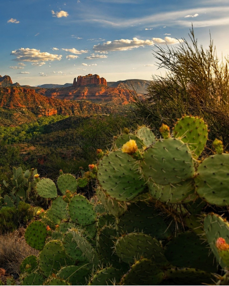 Desert landscape with cactus and shrubbery in foreground, red rock formations and mountains under a partly cloudy sky in the background.