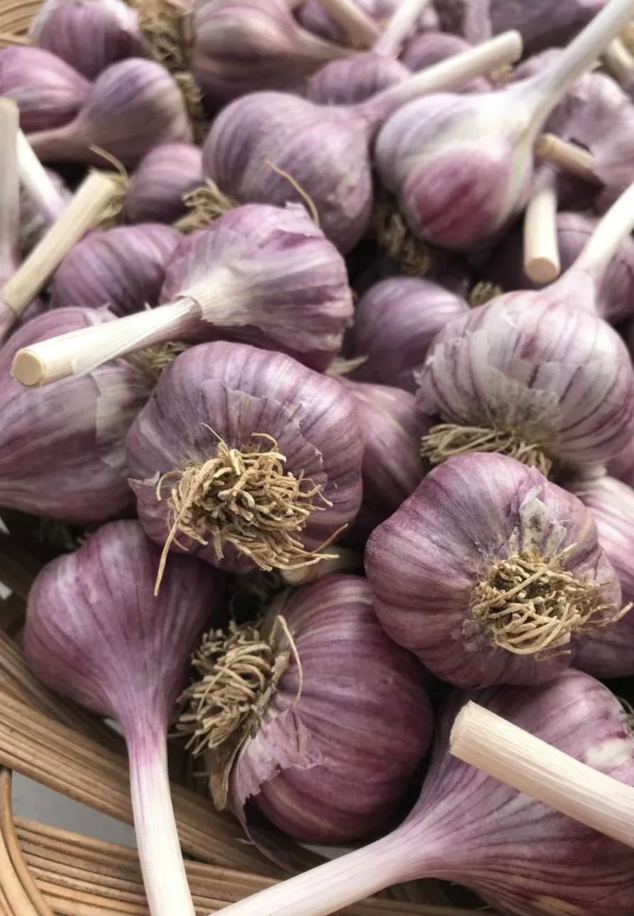 How Is Garlic Grown in Canada? A Look at Canadian Garlic Farming.