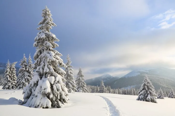 Snow-covered trees stand beneath a bright winter sky.