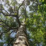 Tree Health Assessment