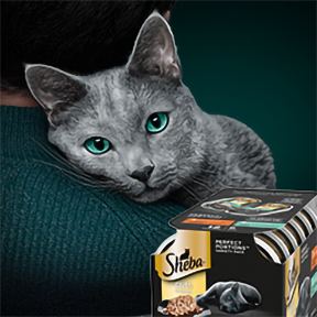 Sheba® Perfect Portions™ – Digital Banners