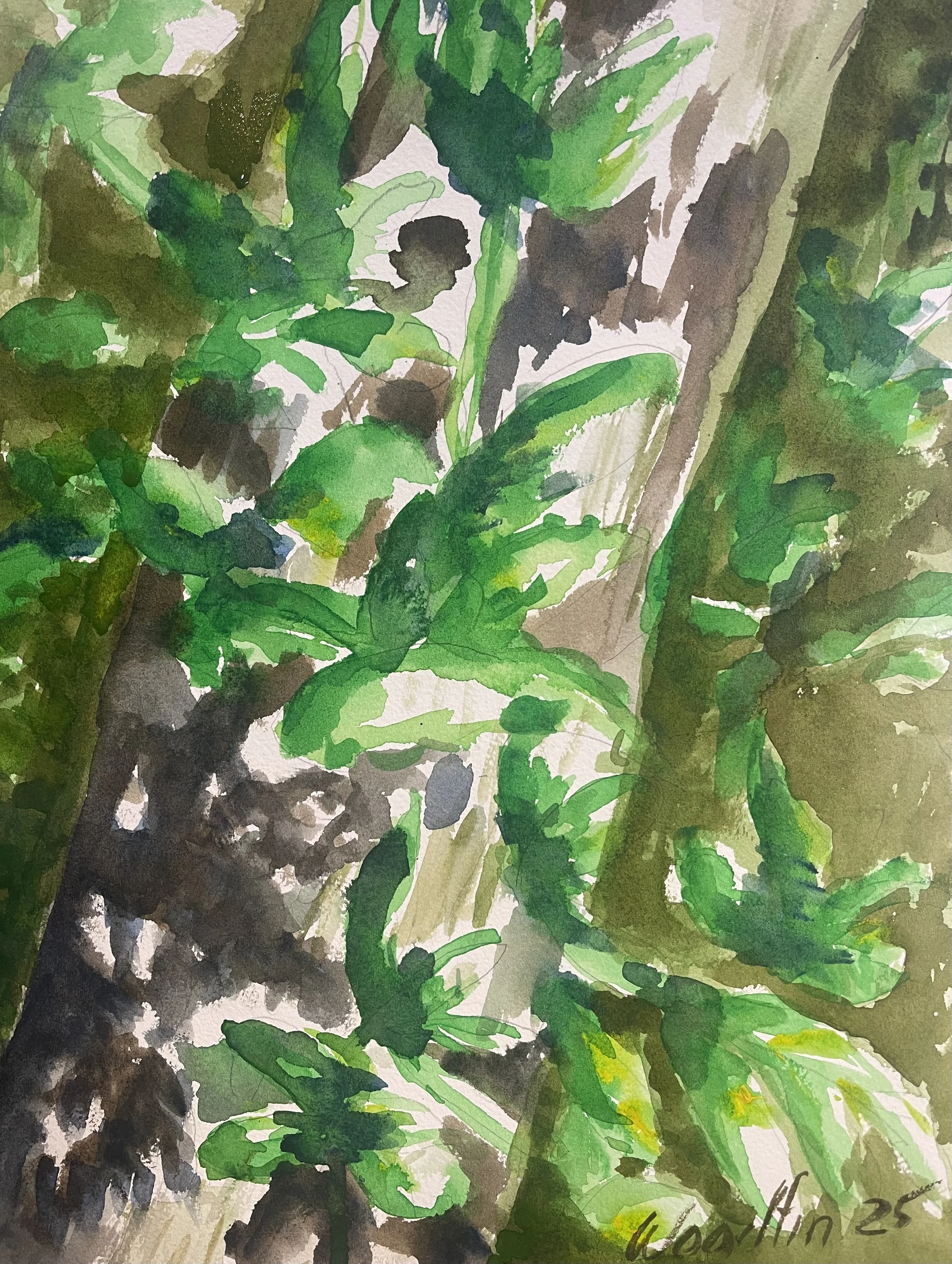 Sunlight on Tree Trunk - Original Watercolor
