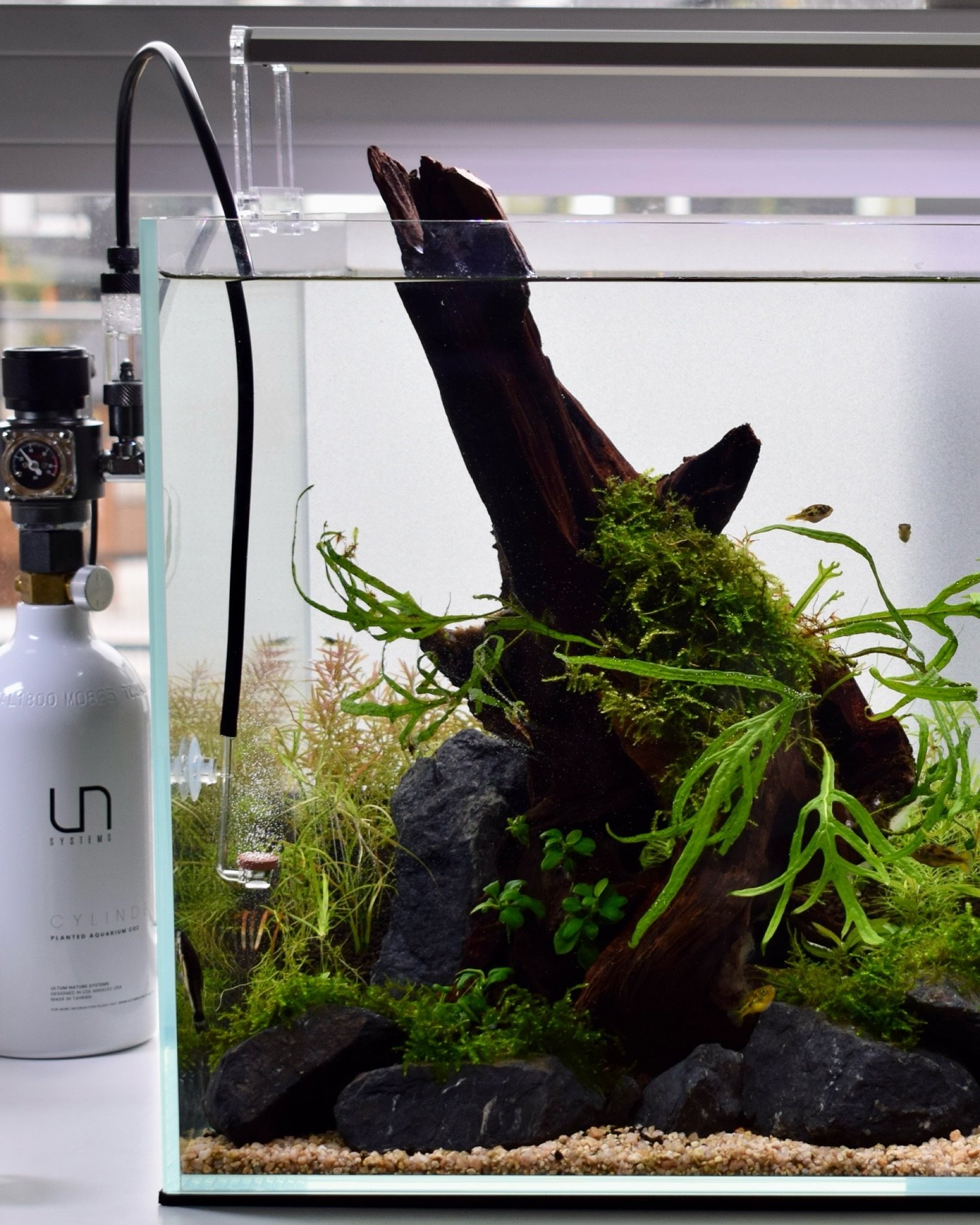 The 60U 🌱

We took this pic a few weeks ago and wow the Rotala has grown in so much since then! We can&rsquo;t wait until the back wall eventually gets covered up by all the tall plants.

Equipment:
- UNS CO2 Paintball Kit supported by @buceplant 
-