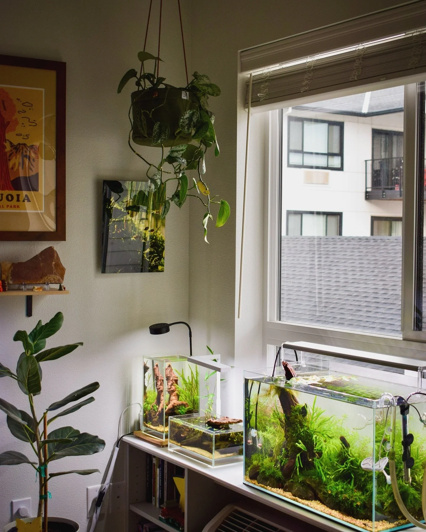 Grateful 🫶

Hope everyone has a lovely day and can enjoy some time with loved ones. We are so grateful for all of you and for this wonderful hobby that has connected us to so many amazing people! 

Follow us @puffnstuffaquascapes for more aquatic co