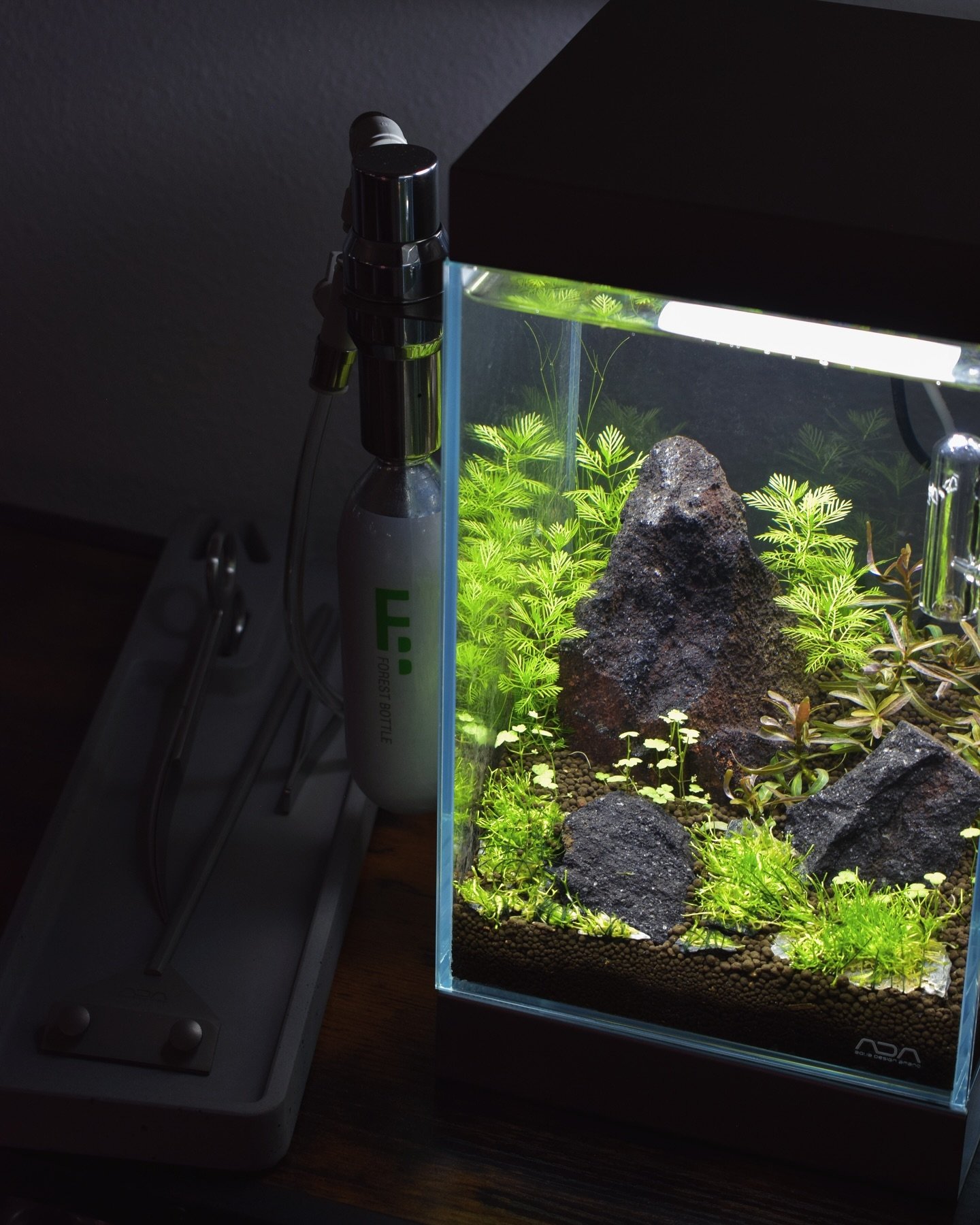 Looking for some gifts? 🎁

The mini n.a. would look lovely on your desk or in a cozy corner. We&rsquo;re loving ours and everything is growing in so well! Plus, these ADA tools are perfect to go with it. 

Aqua Forest Aquarium is having a sale right