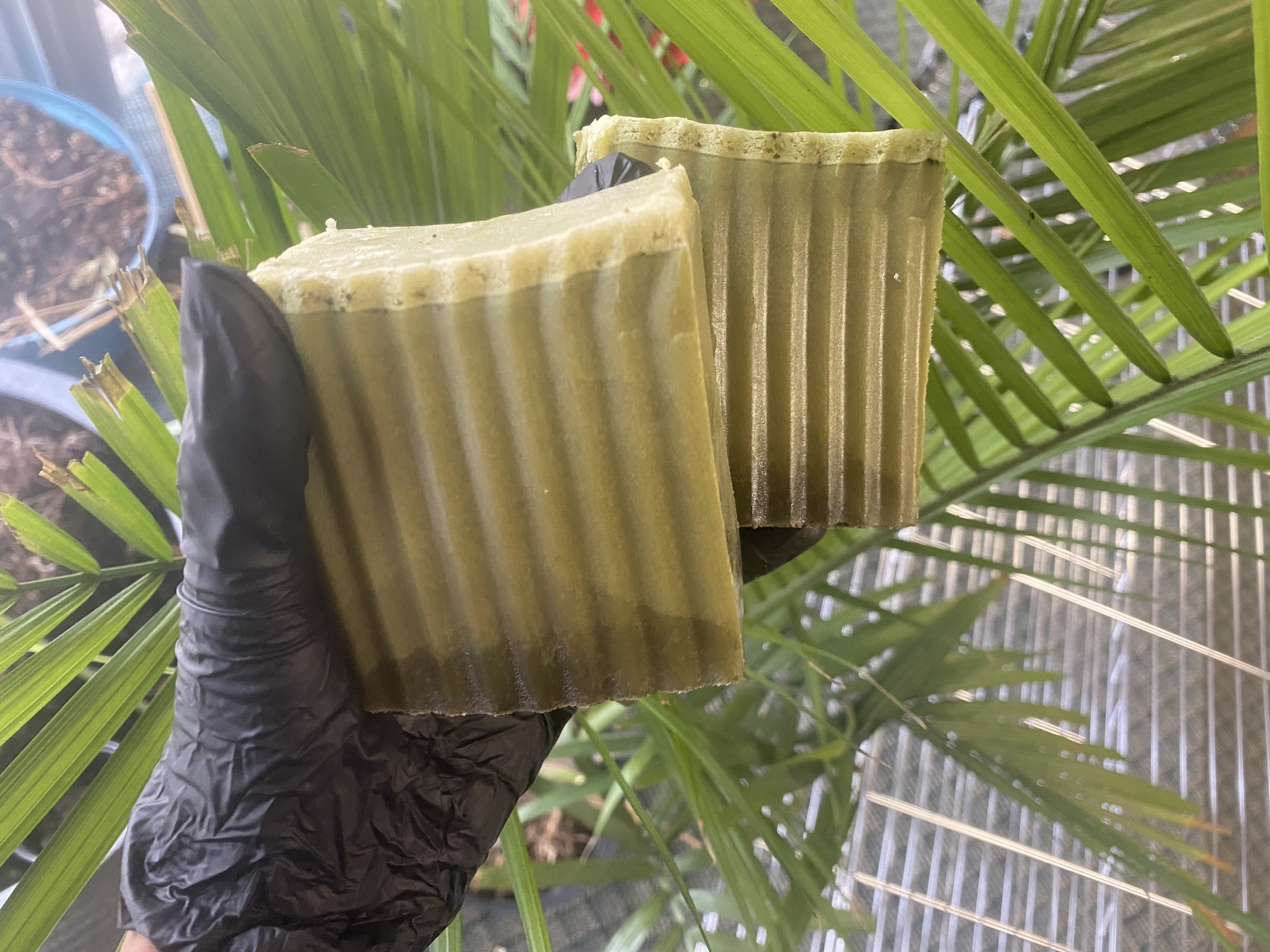 Moringa Moringa Soap Bars