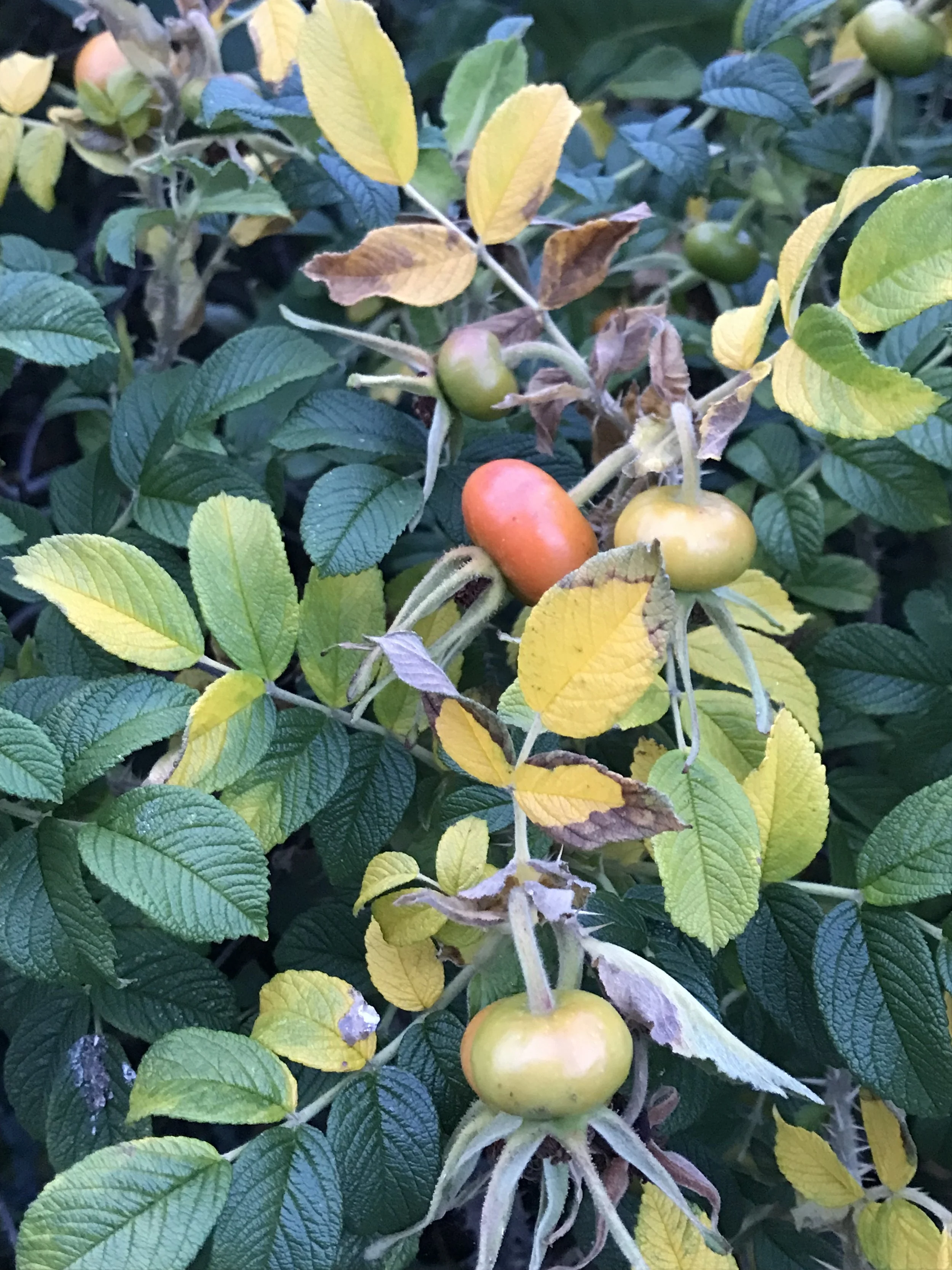 Rose Hips.JPG