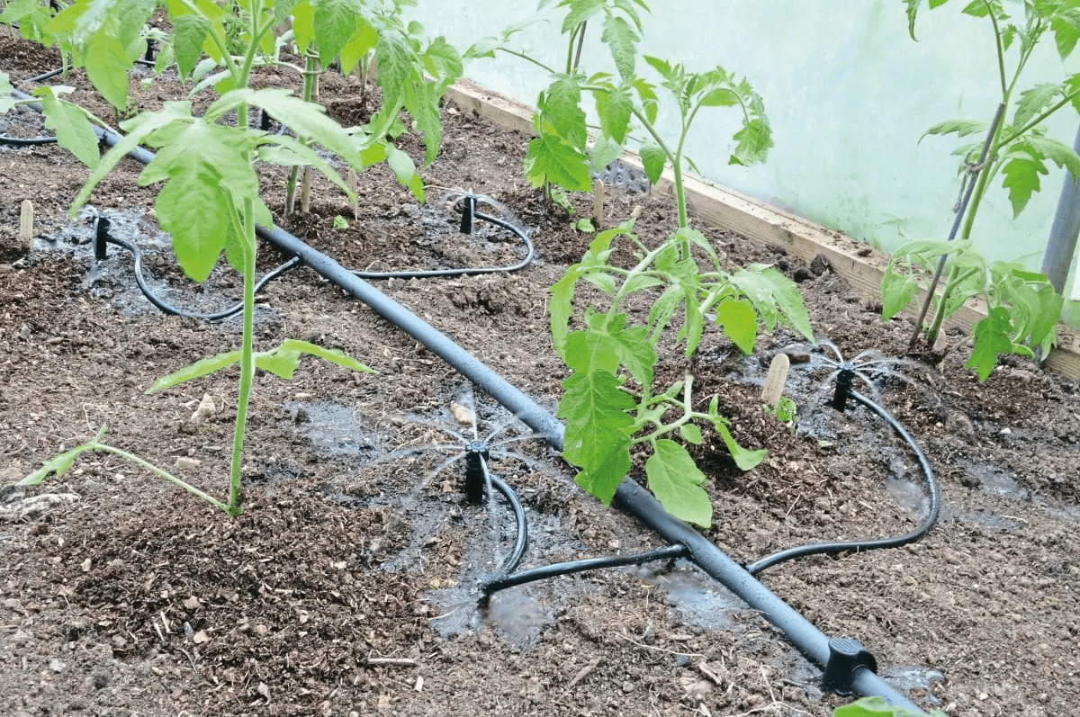 Irrigation system installed for small plants