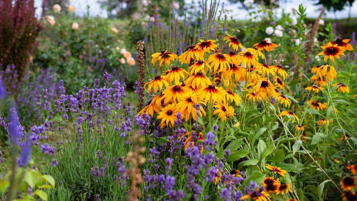 Garden planting of beautiful flowers