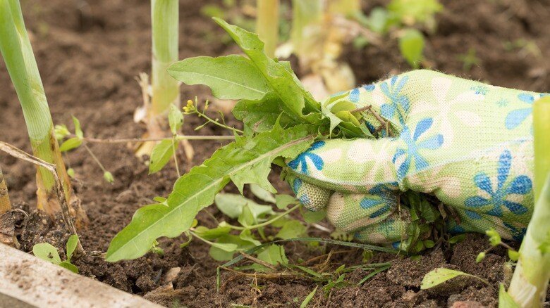 Weed removal for lawn care maintenance