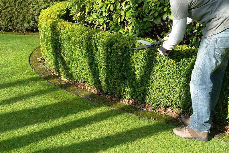Trimming hedges for landscaping