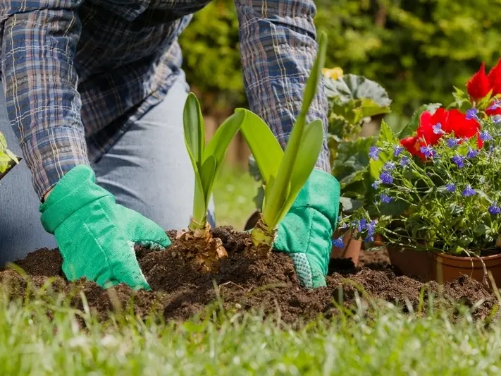 Garden planting of plants and shrubs