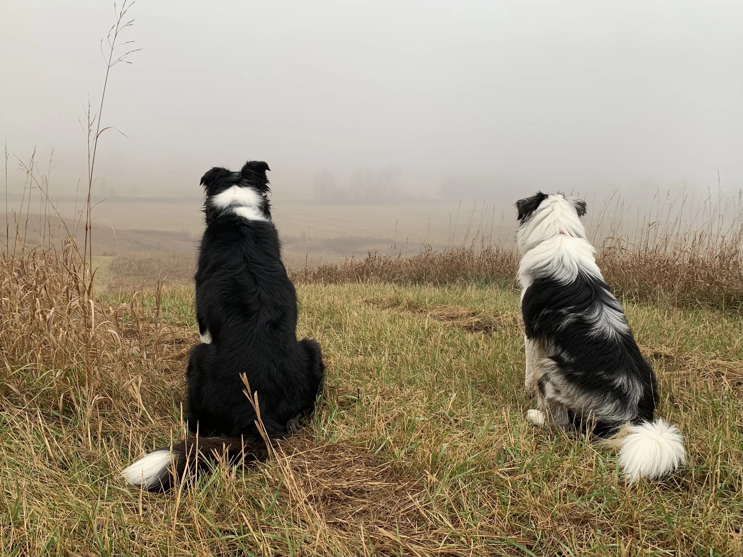 Two dogs seated on a grassy hill, looking out over a misty autumn landscape. The dog on the left is a large black and white border collie; on the right, a medium-size merle Australian shepherd.