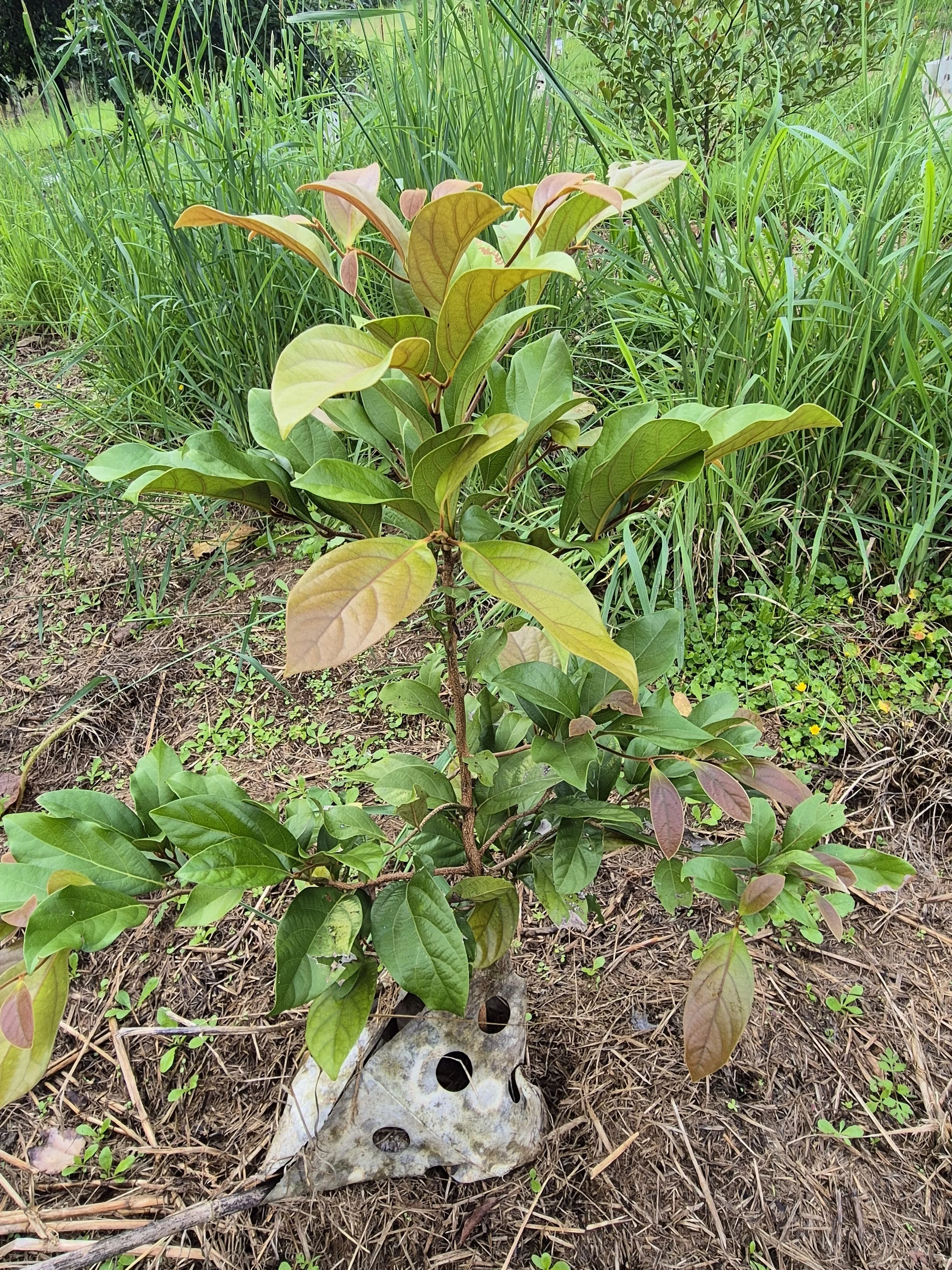 Gropod biodegradable tree guard naturally breaking down after two years in a subtropical climate.
