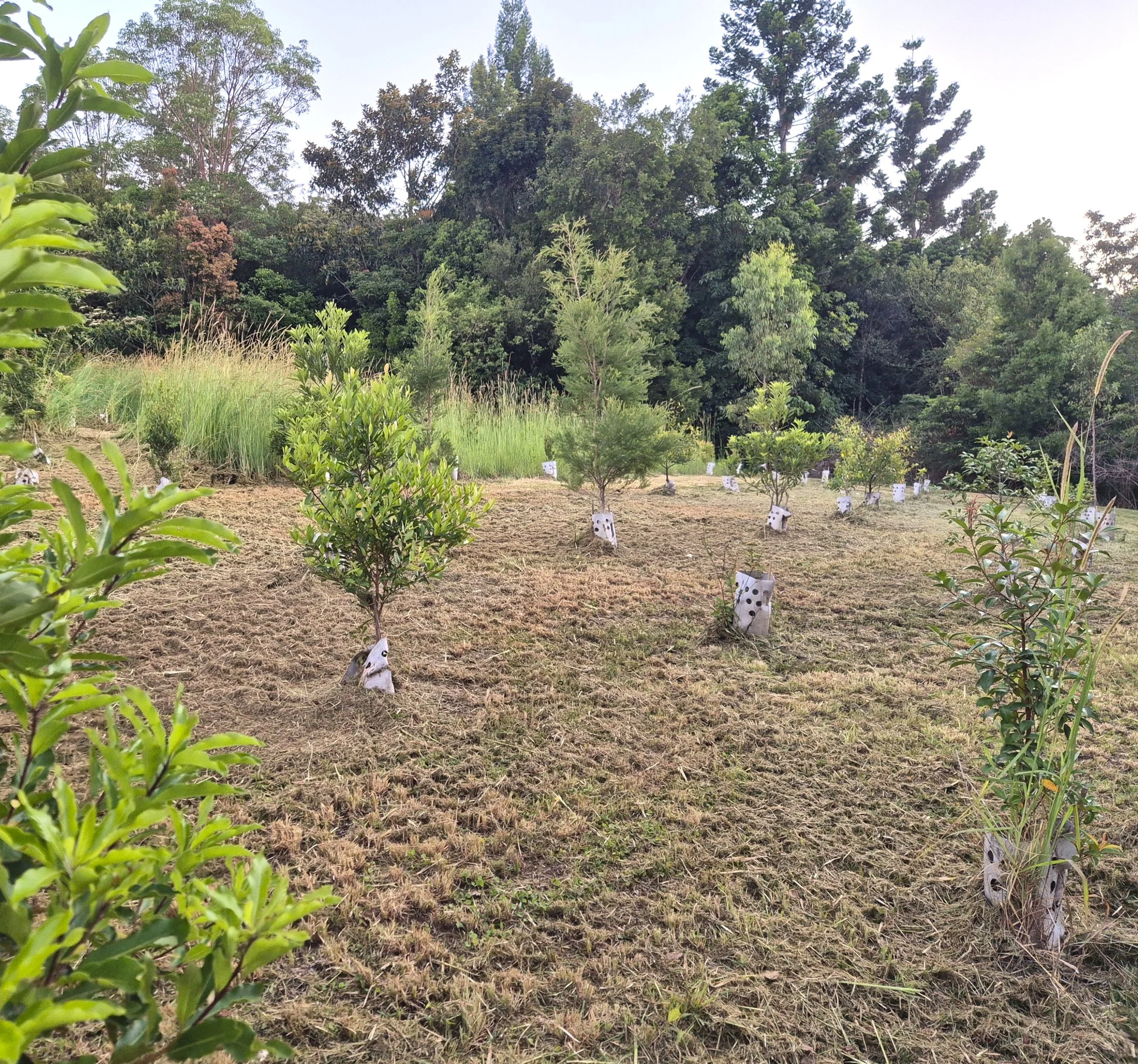 Seedlings protected by Gropod tree guards showing high survival rates after maintenance mowing.