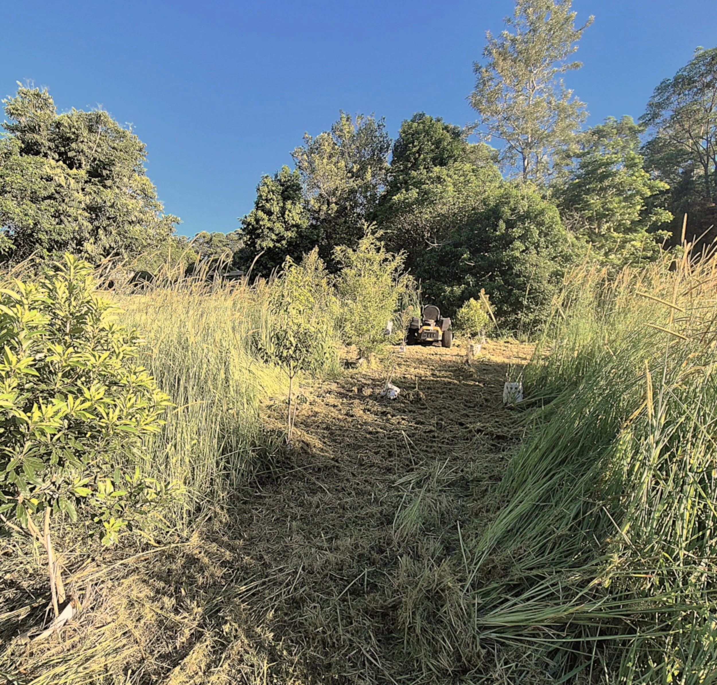 Gropod tree guards protecting seedlings in dense Setaria grass with heavy weed competition.