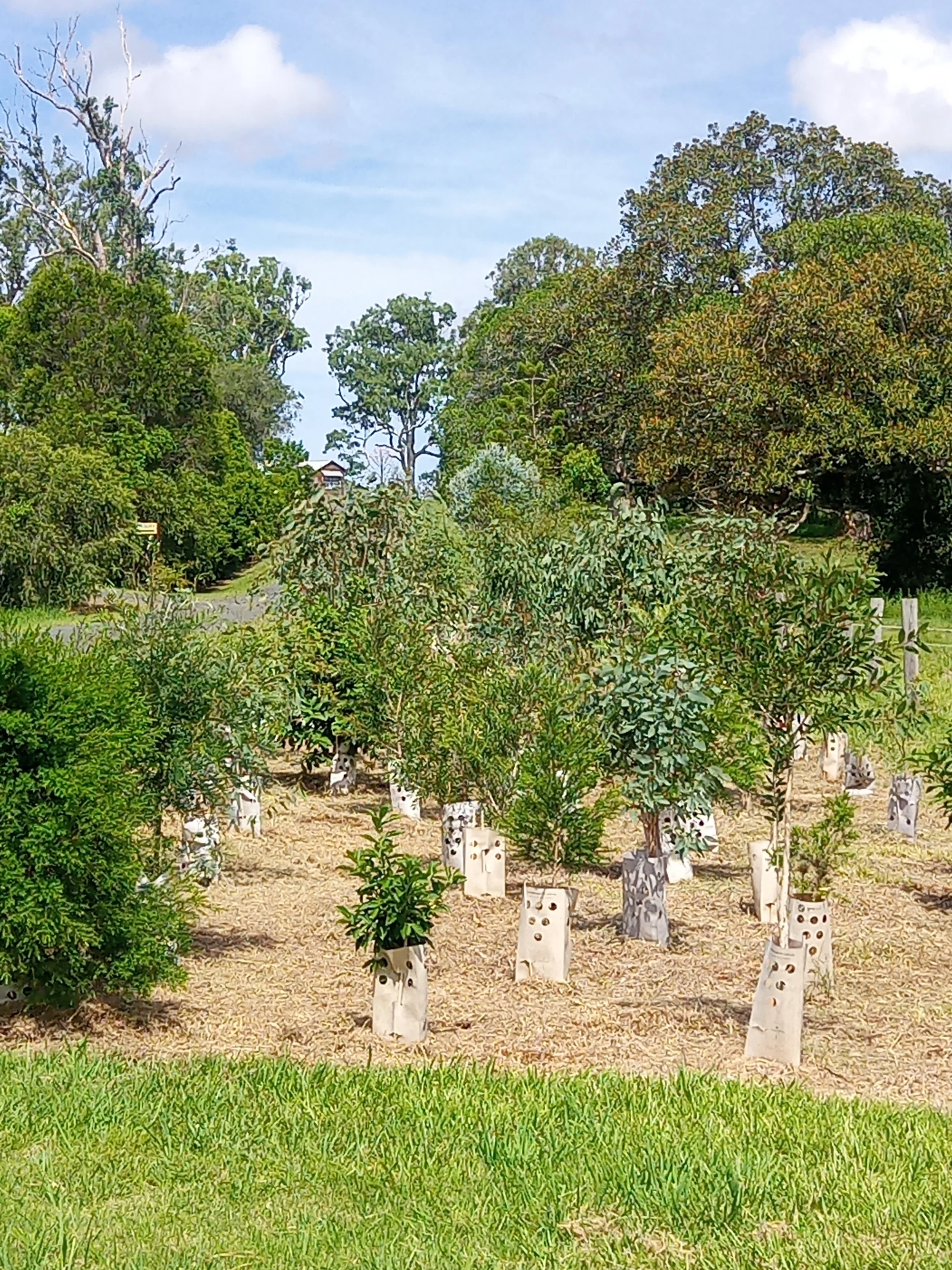 Buffer planting project in Northern NSW using Gropod tree guards to support native vegetation establishment.