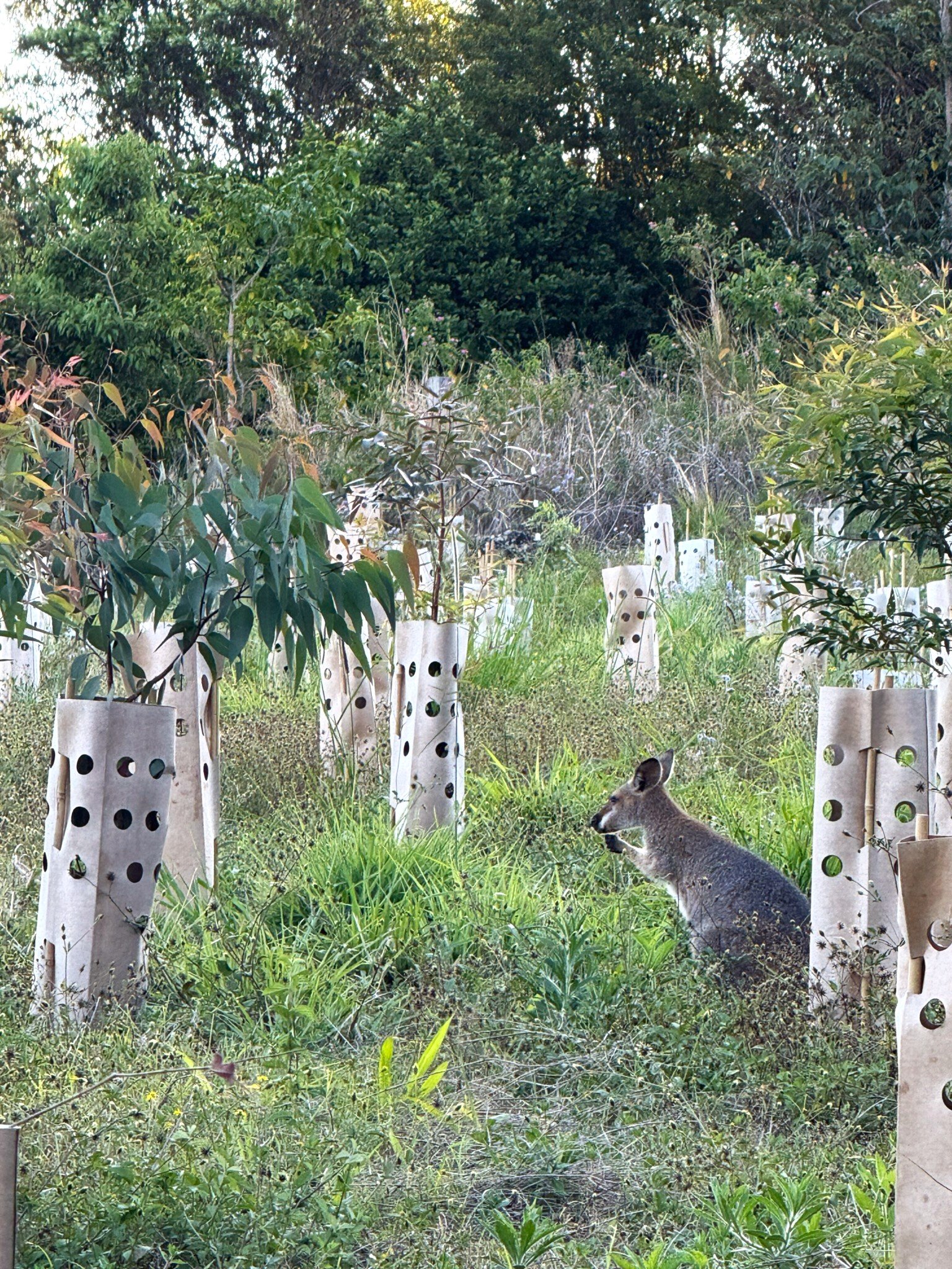 Macropod tree guard protecting a young seedling from kangaroo and wallaby browsing.