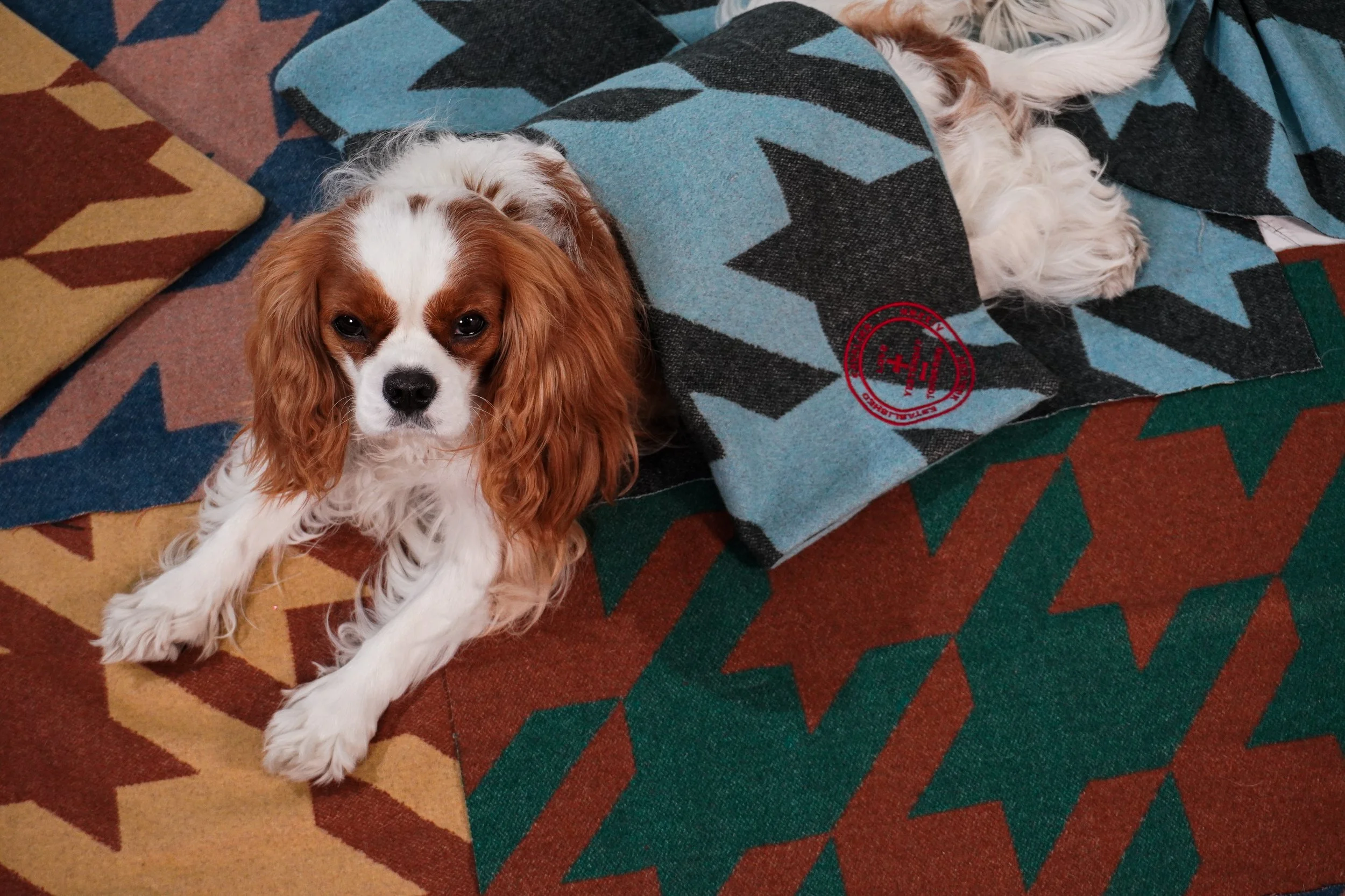 Cavalier - Shoot 002 - Edited-50.jpg
