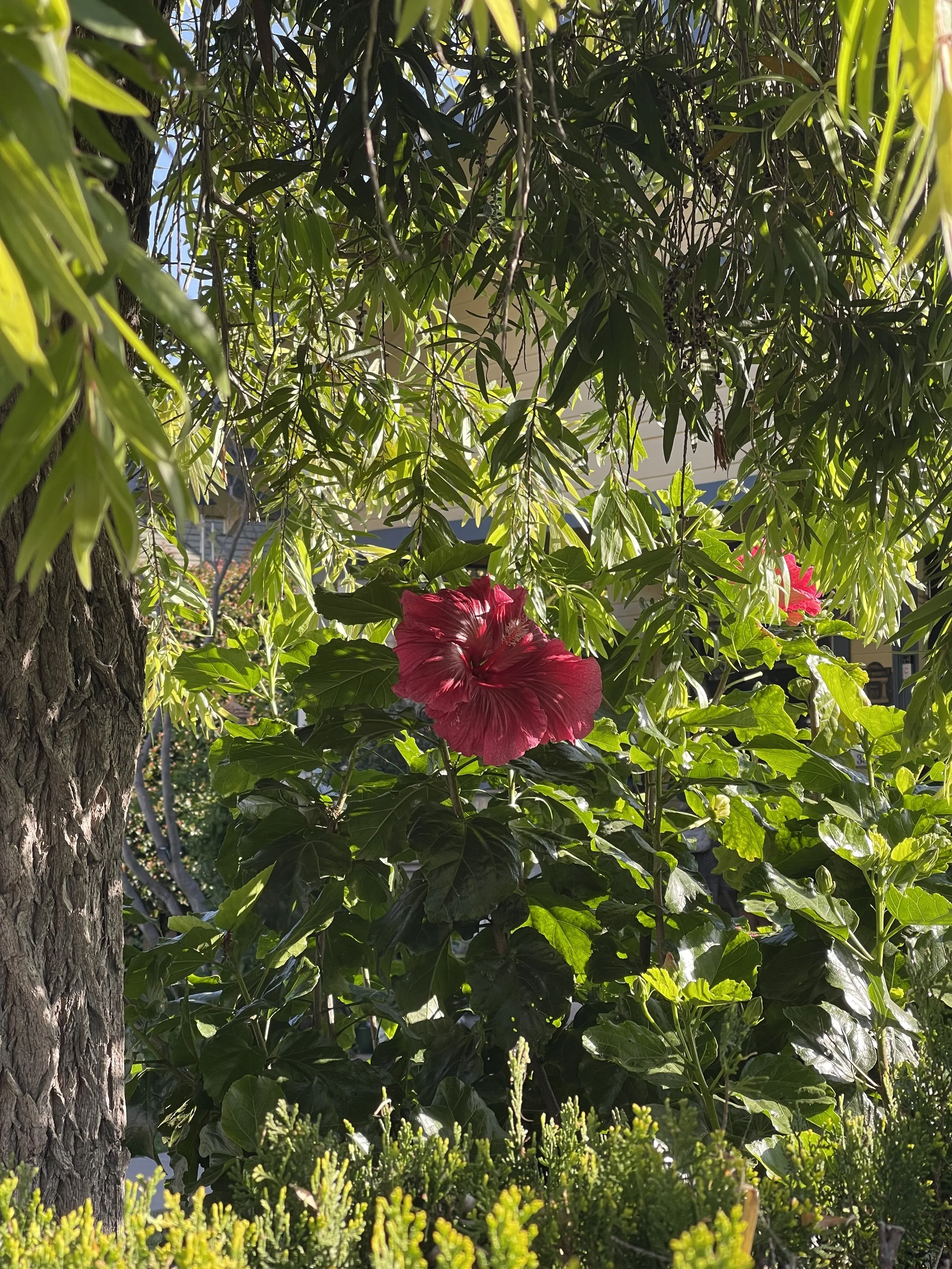 hibiscus.jpeg