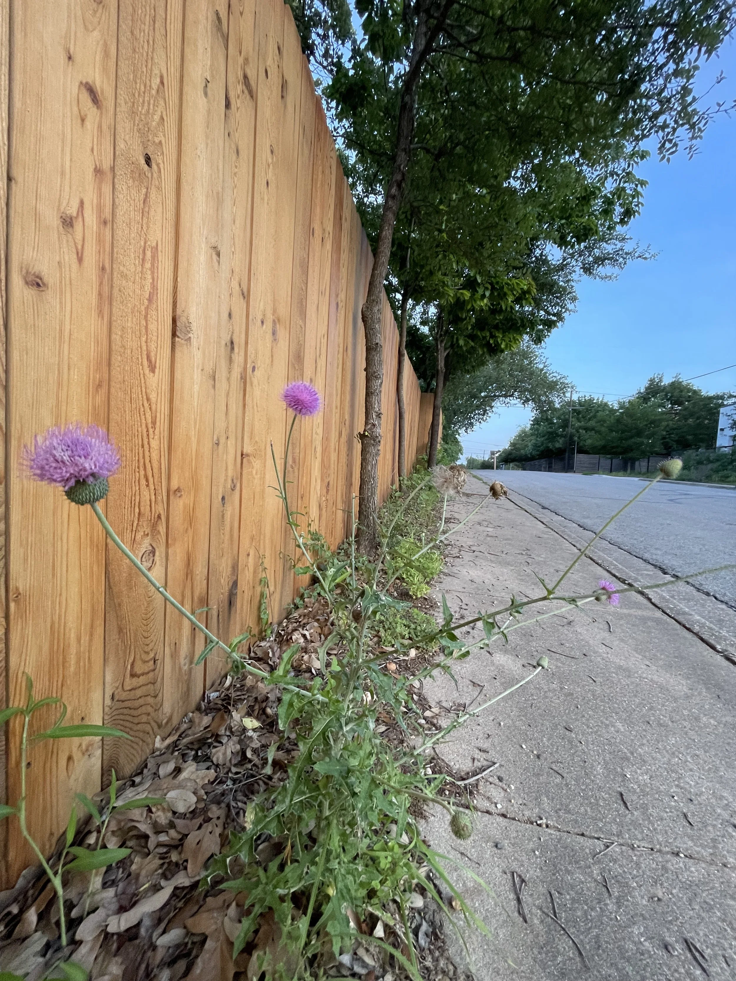 IMG_9498.jpeg