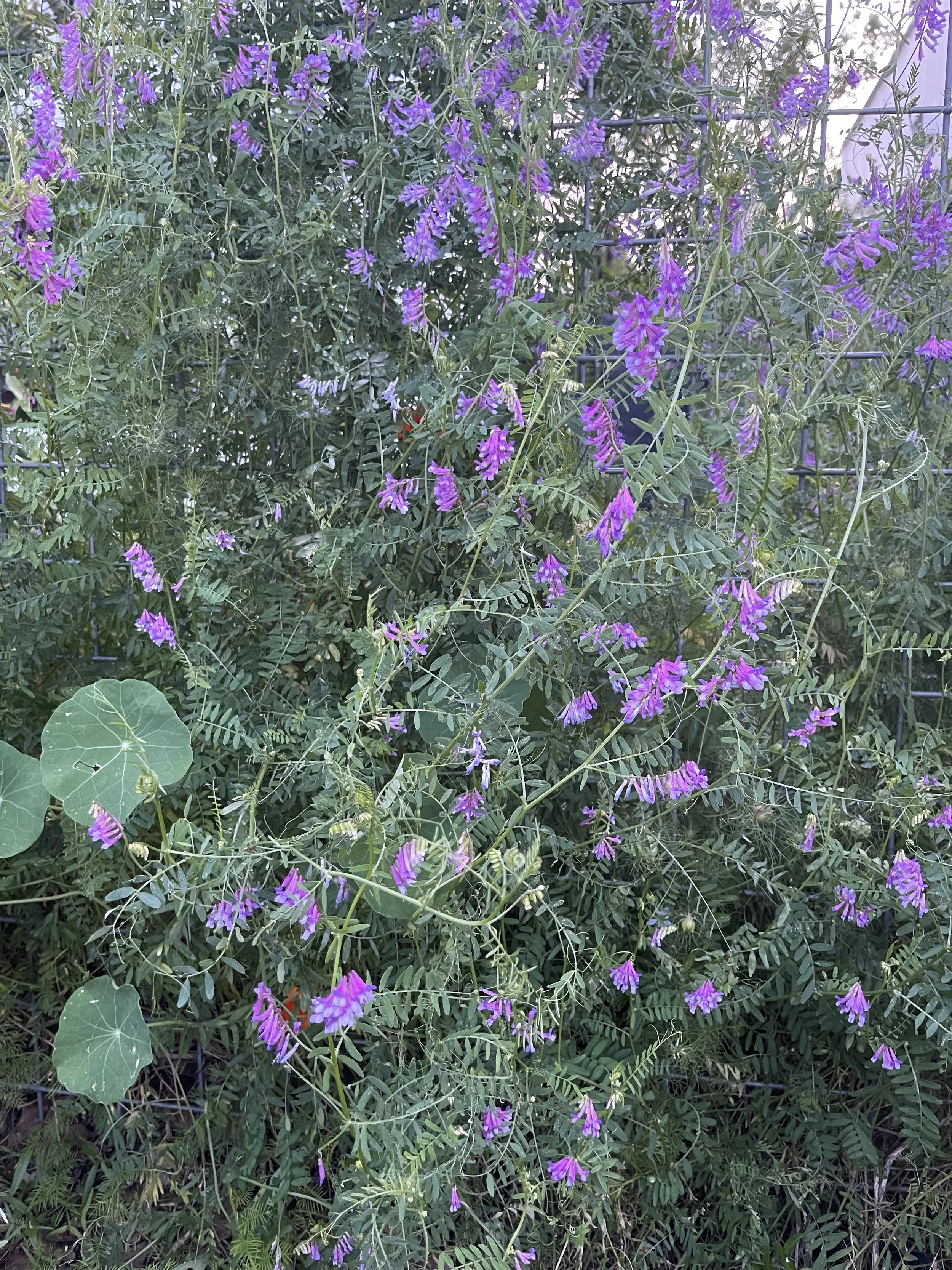 IMG_9501.jpeg