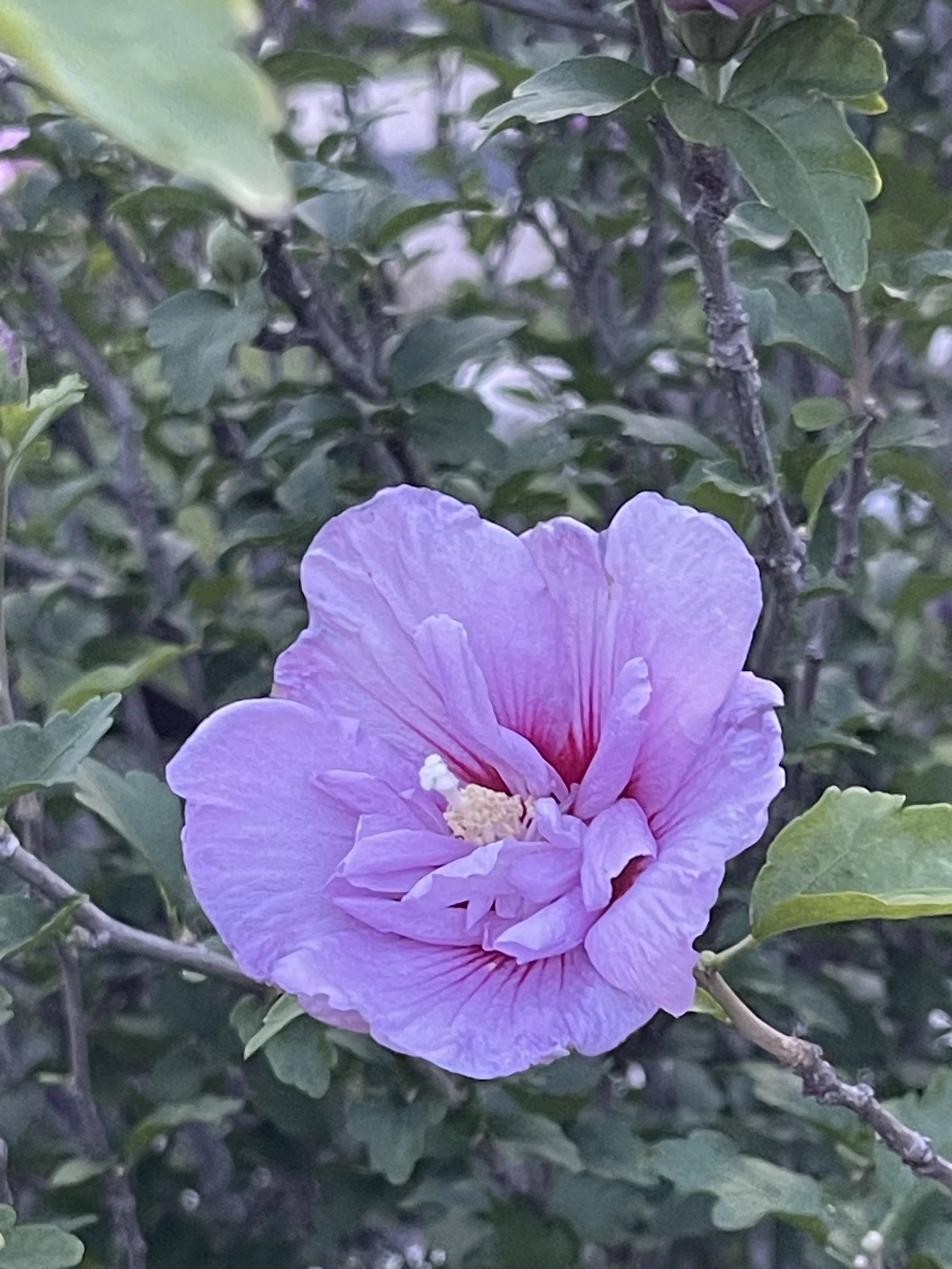 IMG_9504.jpeg