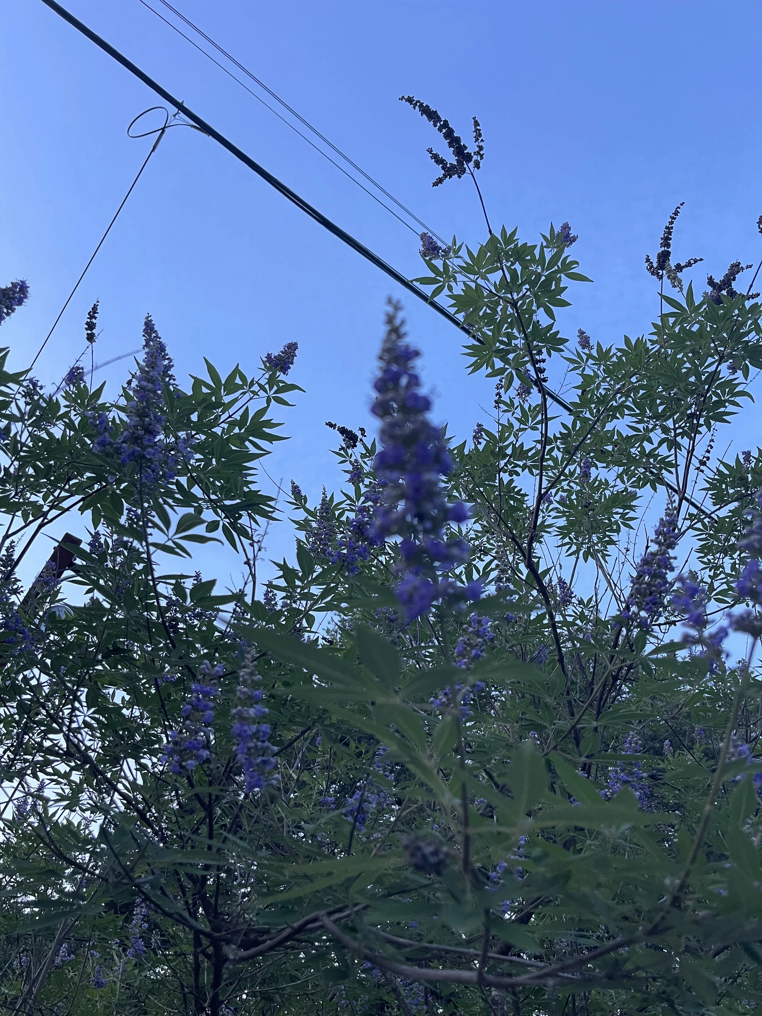 IMG_9505.jpeg