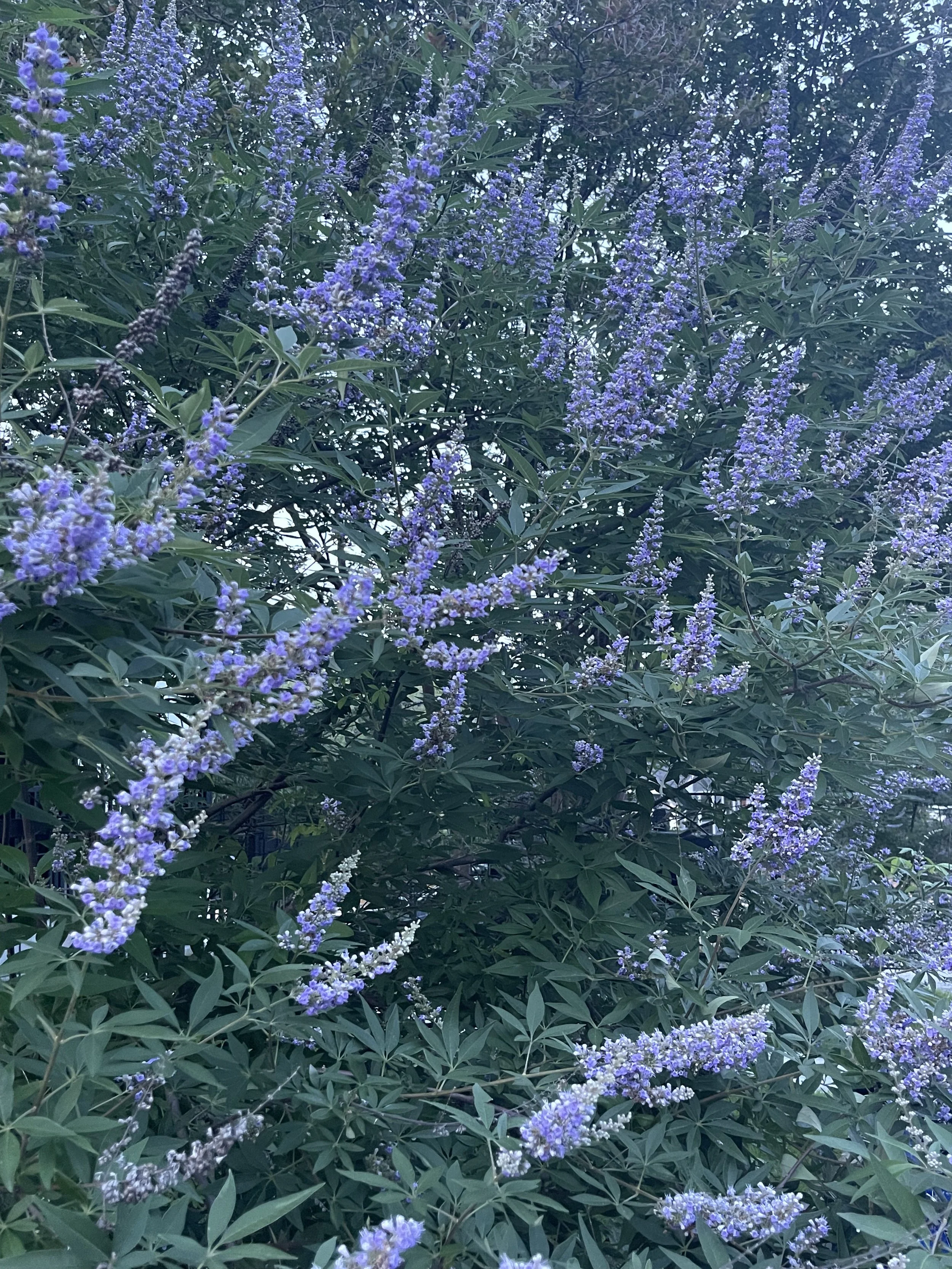IMG_9507.jpeg