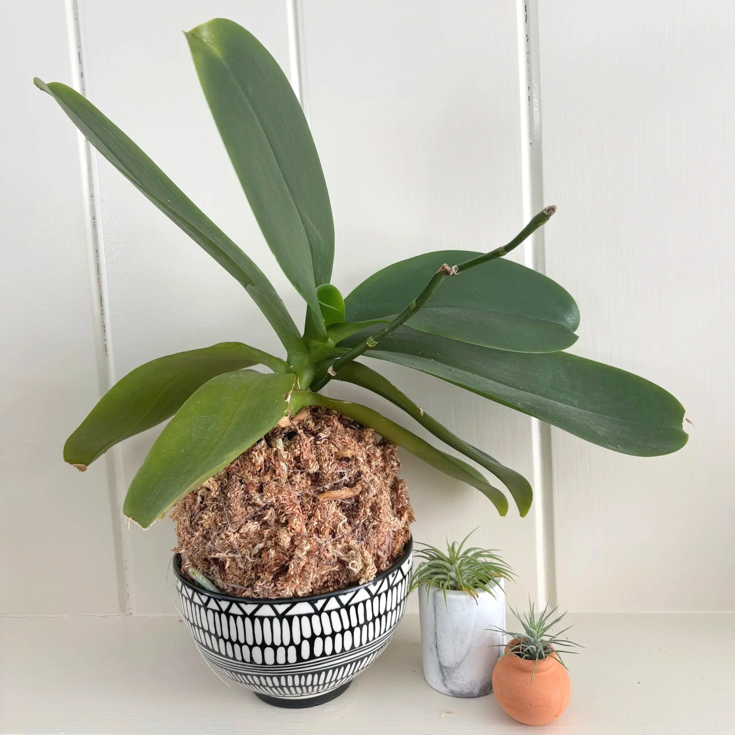 Orchid Kokedama Workshop